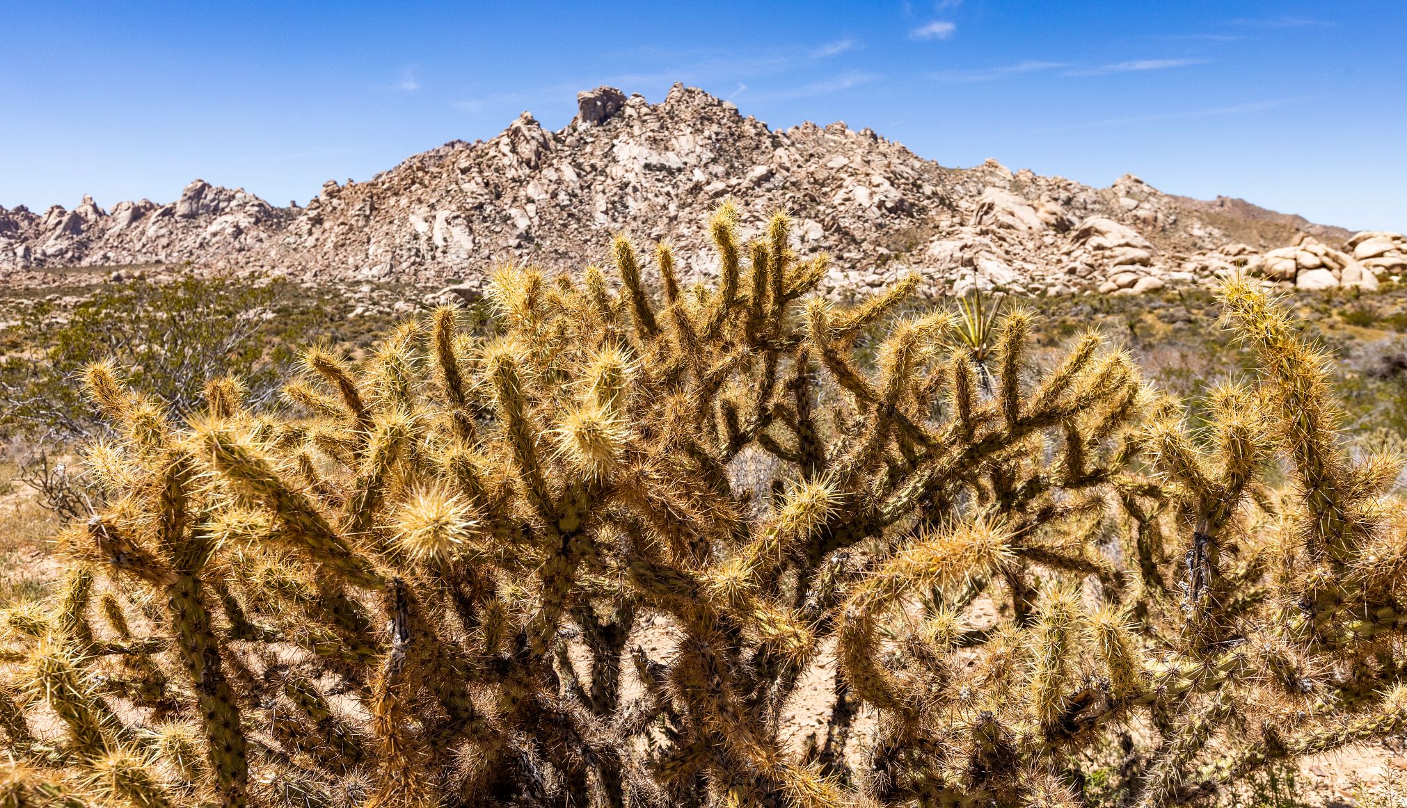 Day Trips From Las Vegas Mojave National Preserve