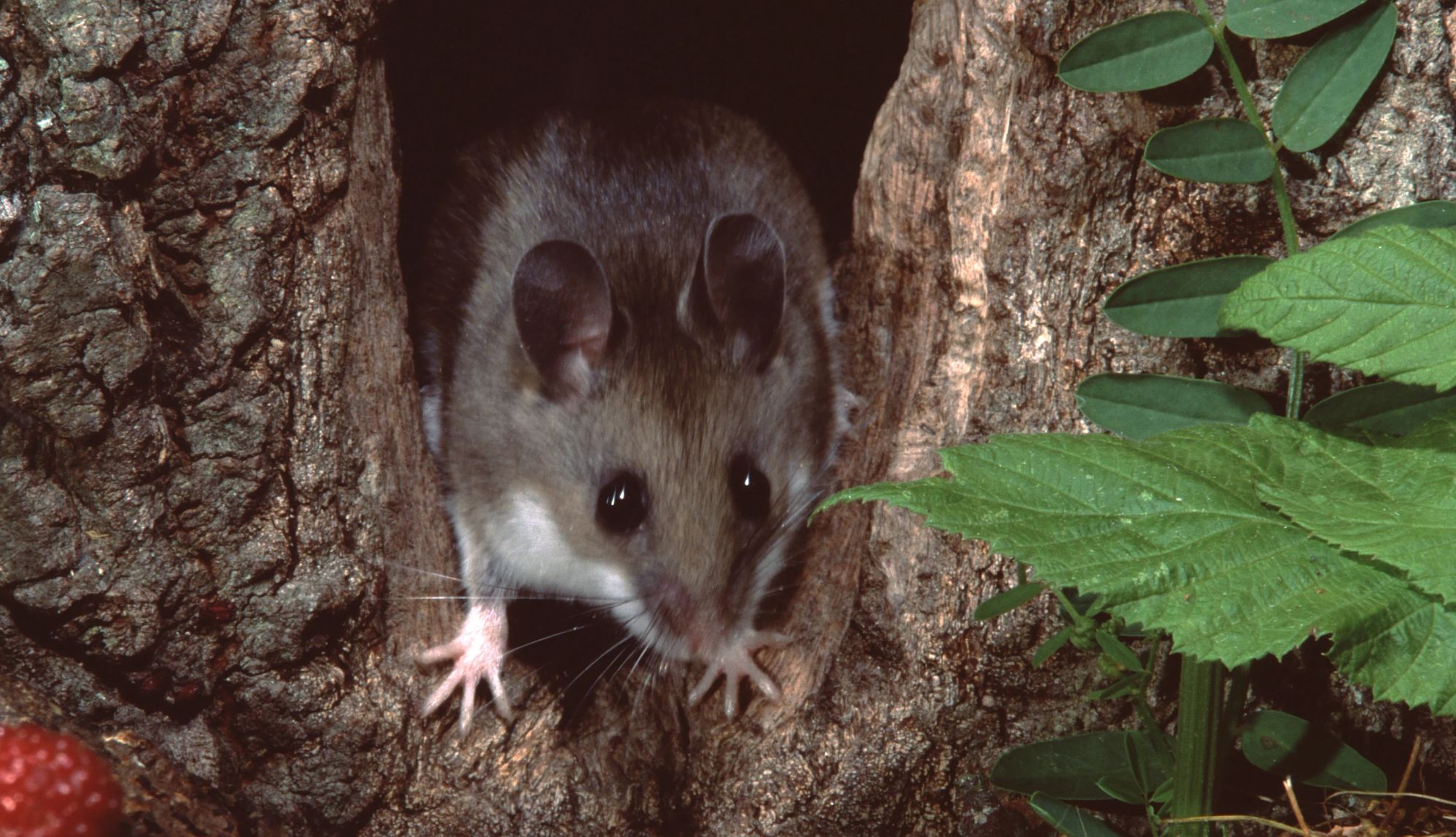 What is Hantavirus? rodent