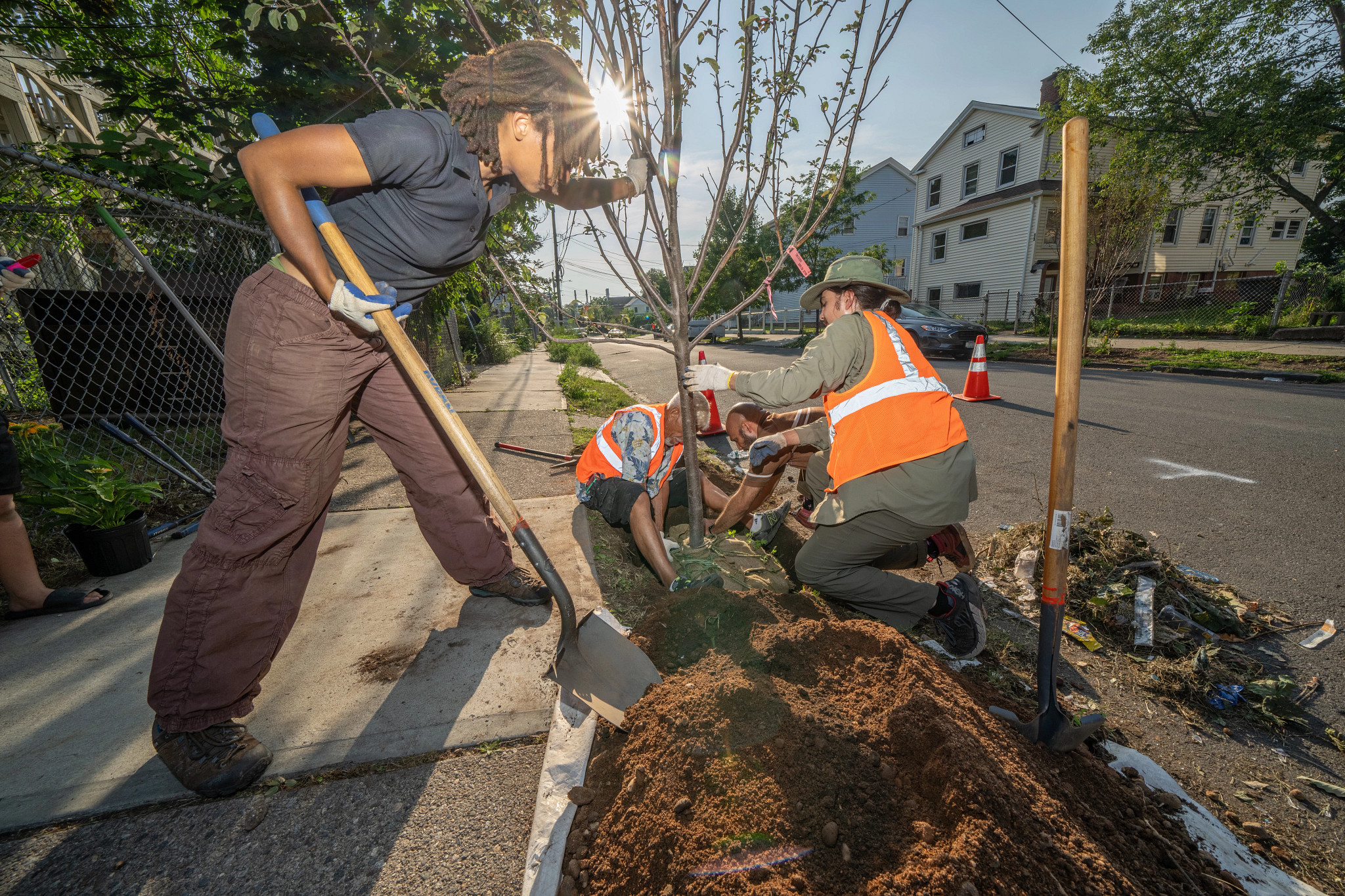 planting trees in new haven connecticut