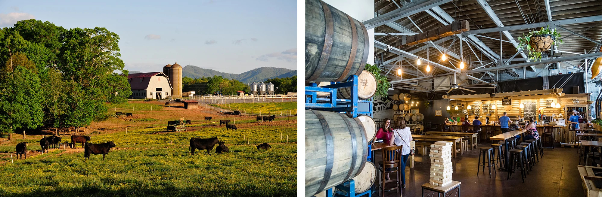 Split photo with farm land and cattle on left and interior photo of Twin Leaf Brewery