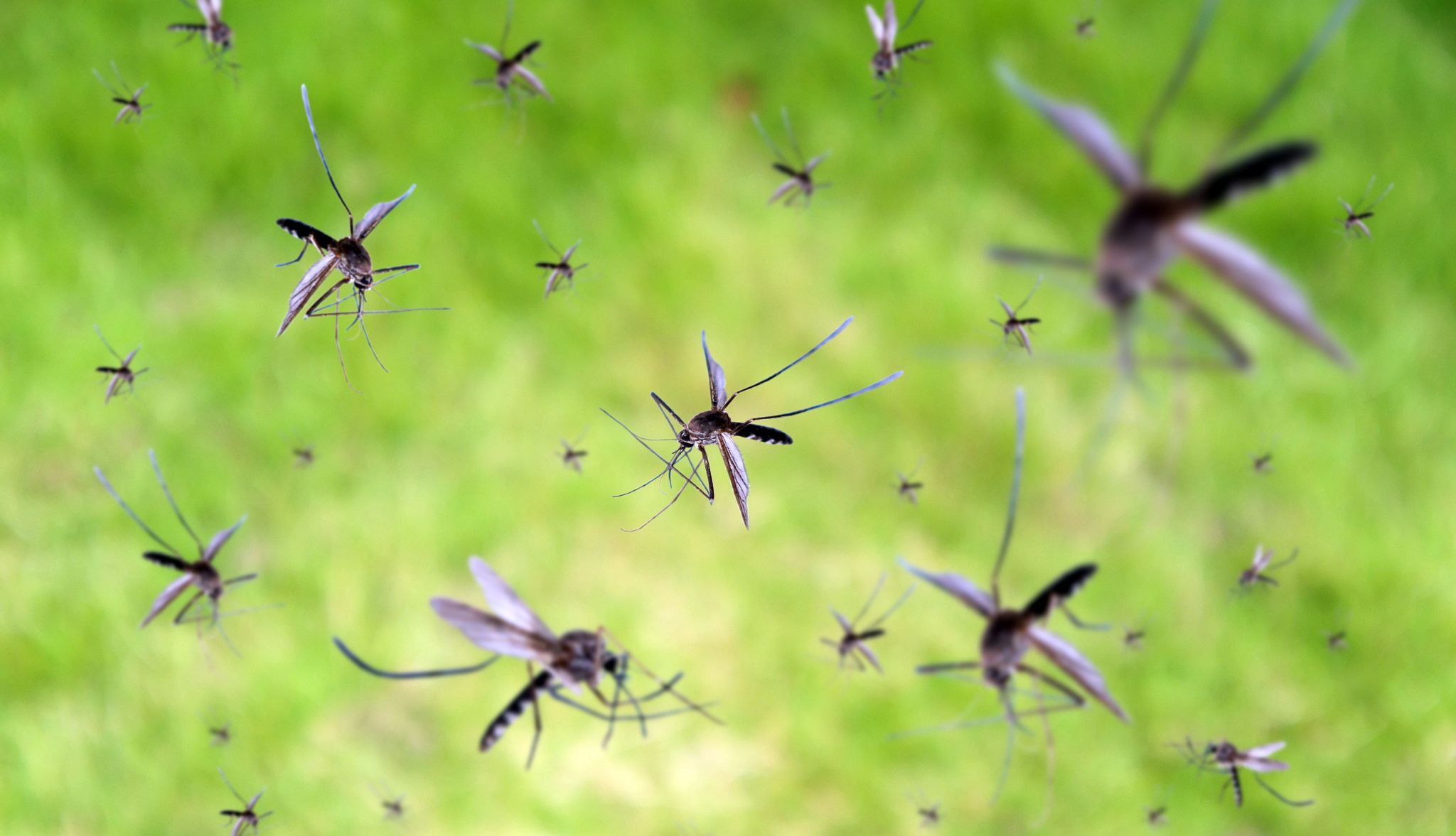 Chikungunya Vaccine Pause mosquitoes fly over green grass field