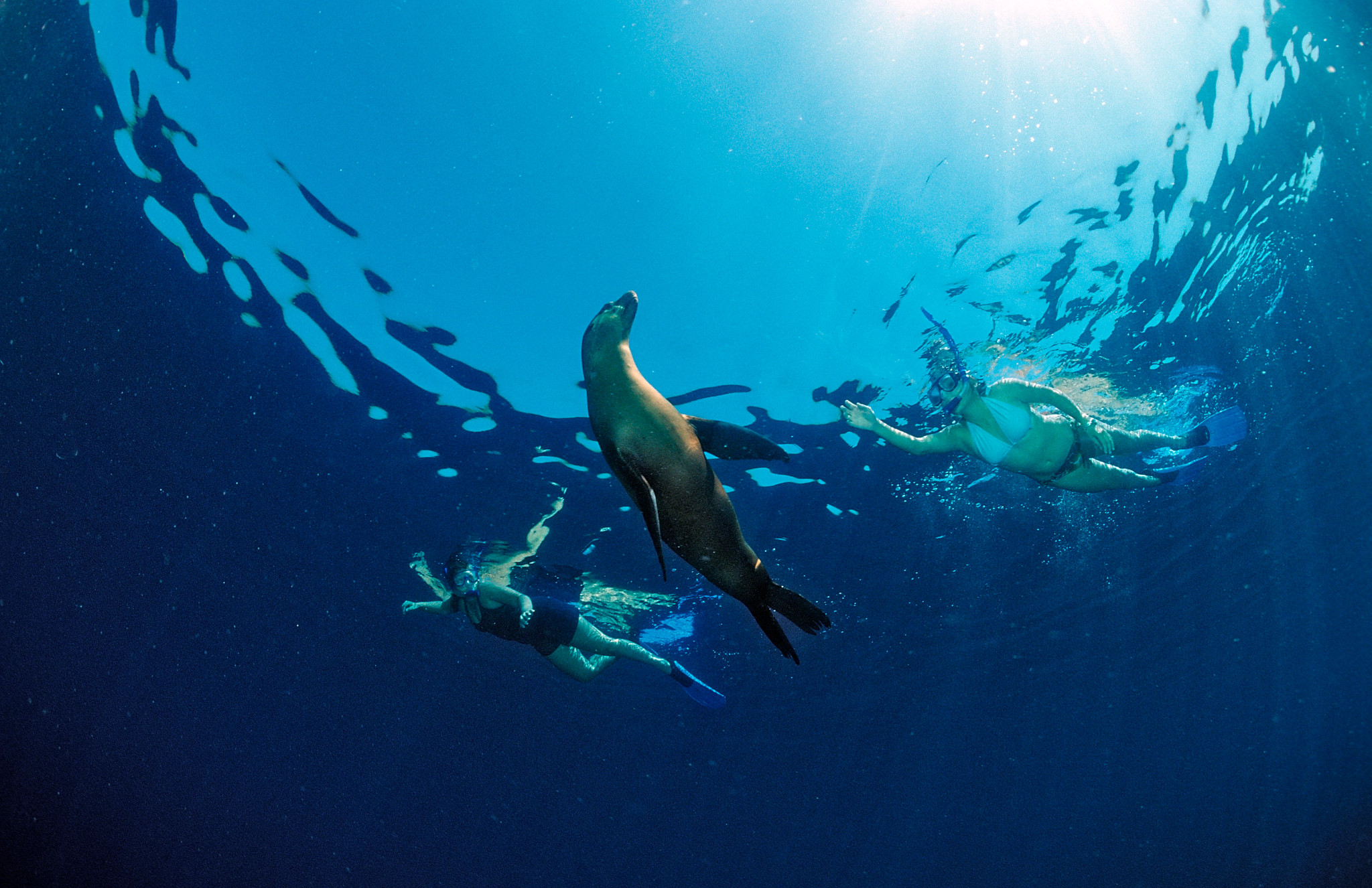 a sea lion swimming next to two snorkelers