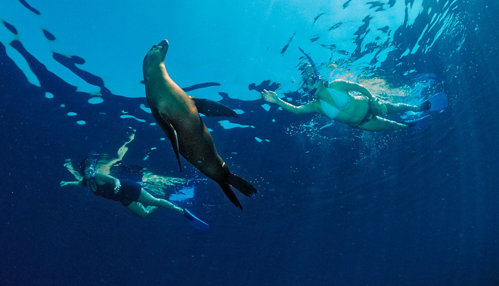 a sea lion swimming next to two snorkelers