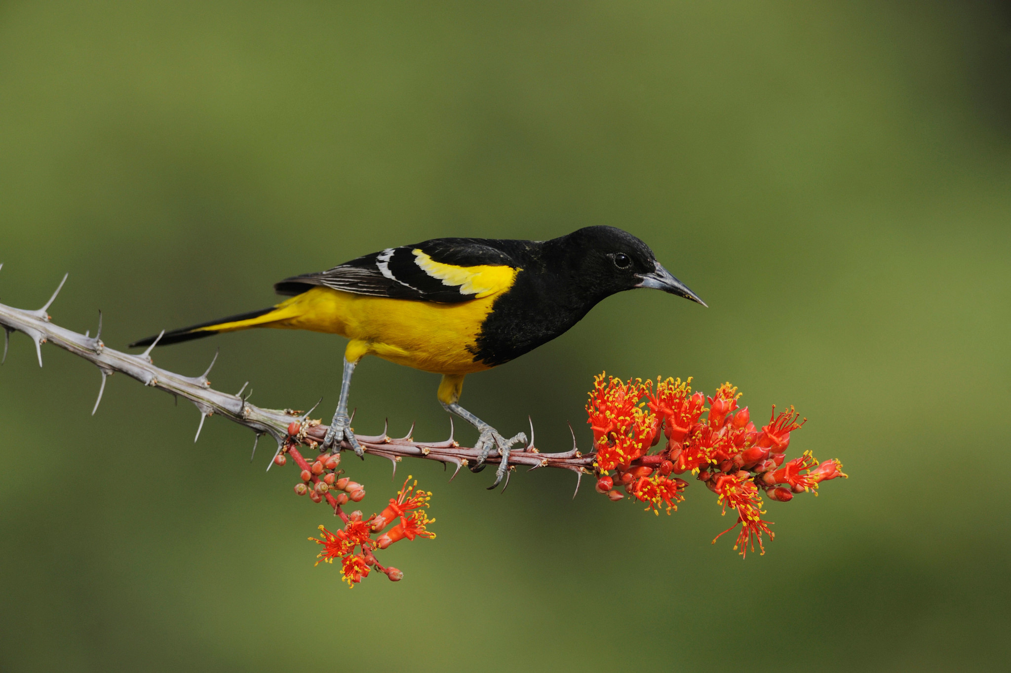 a yellow and black bird sitting on a branch