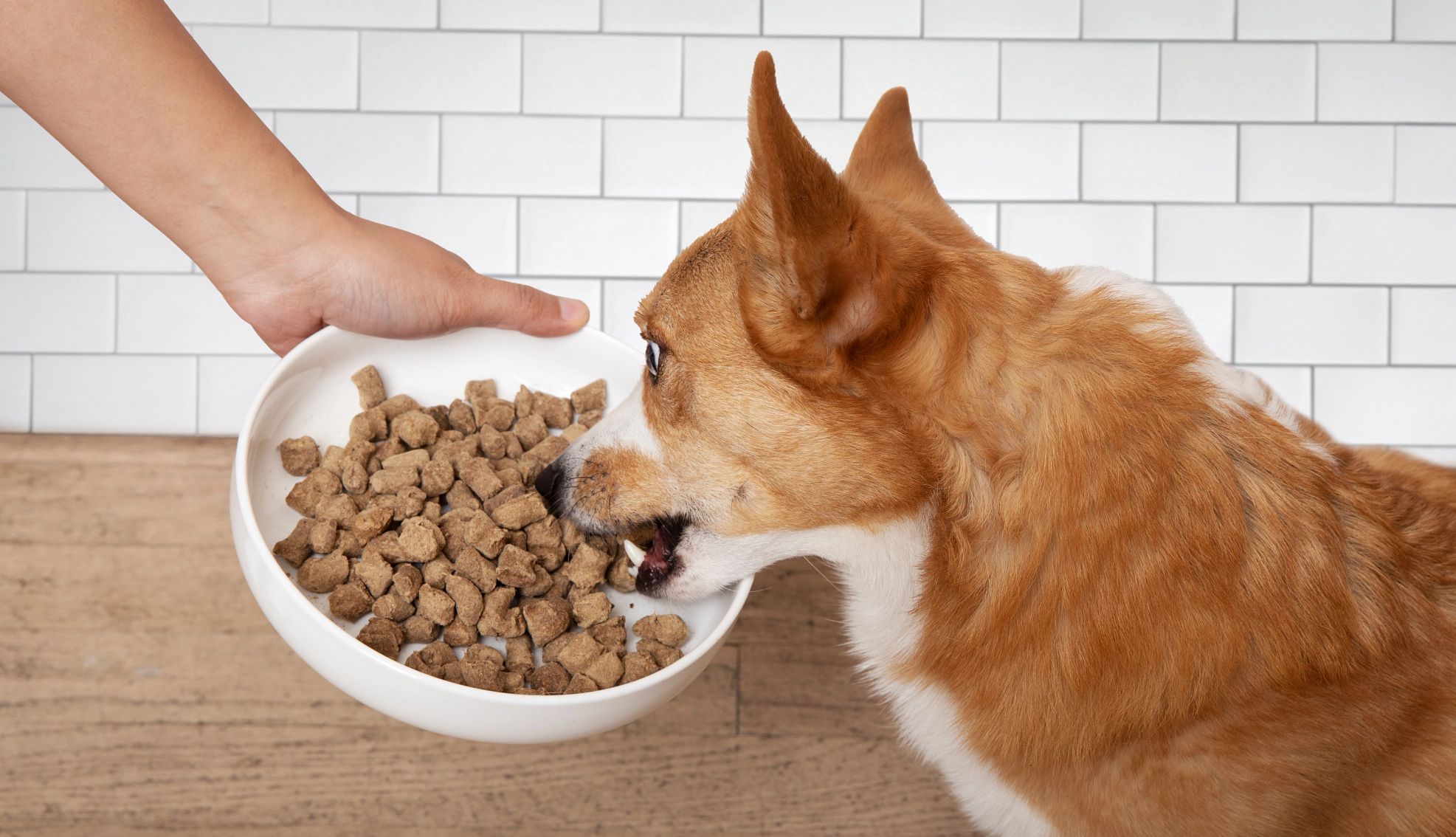 Get Joy is a type of dog food a dog eating Get Joy dried dog food