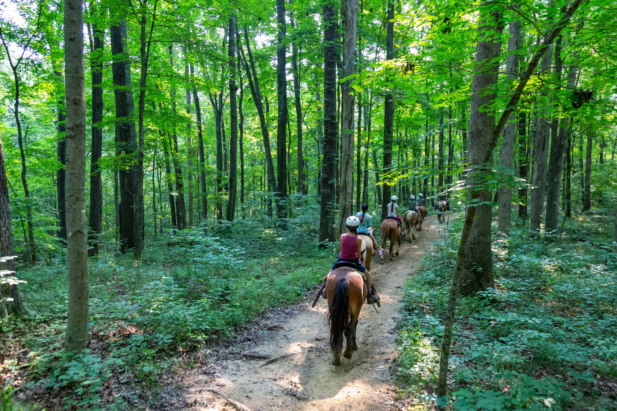 a group horseback riding on a trail