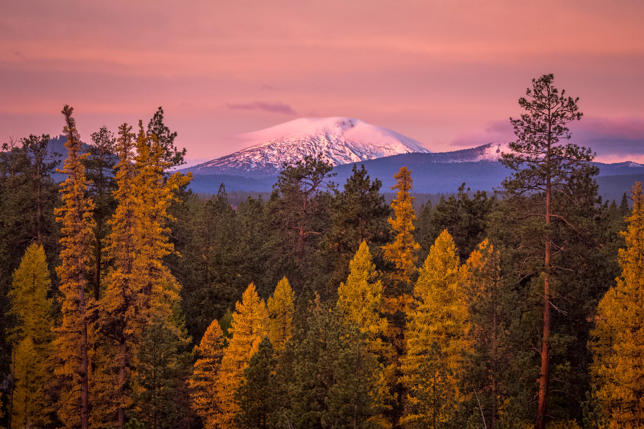 A snow-capped mountain behind a forest of golden fall foliage beneath a pink sunset sky.