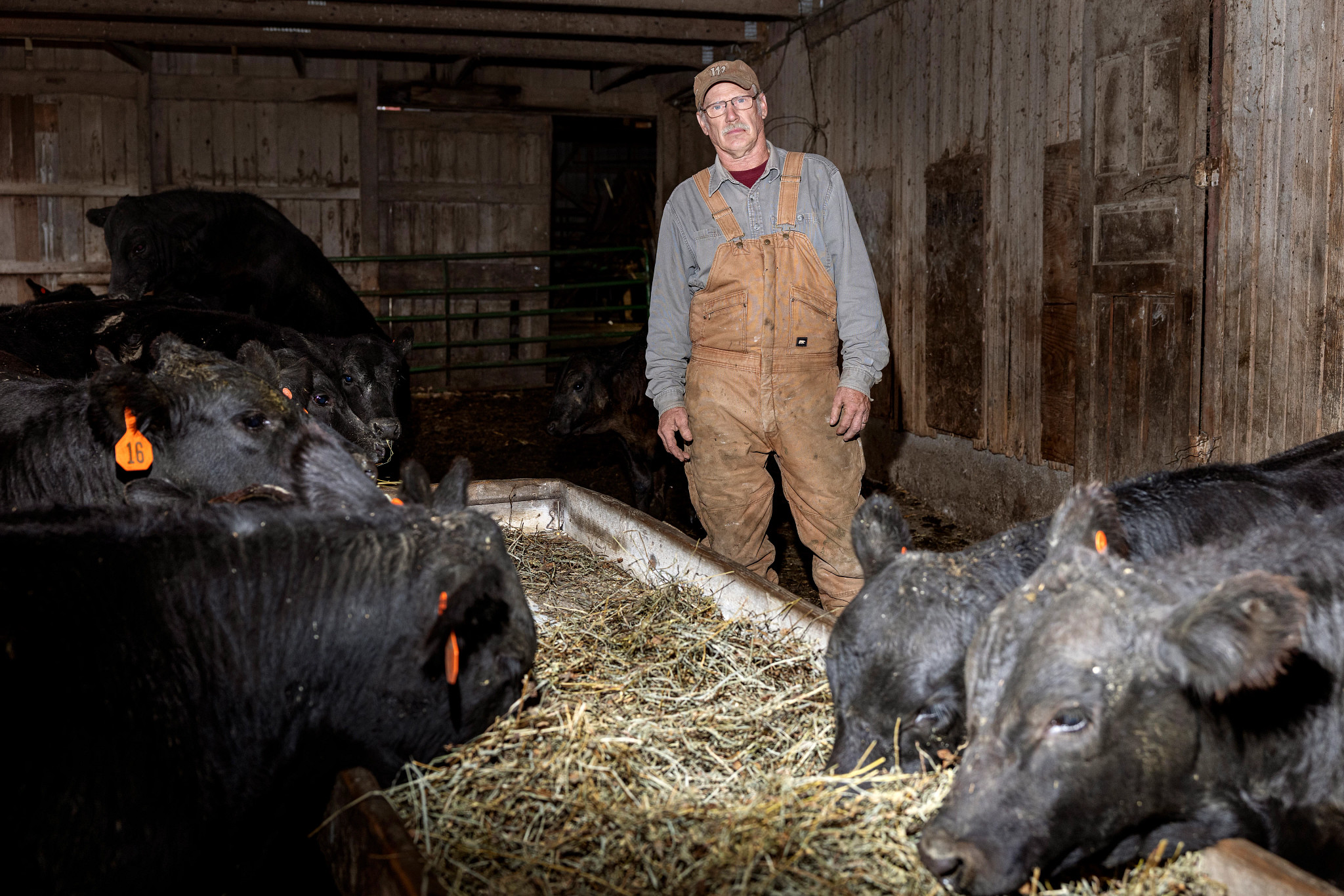 Lyle Grimm feeds his calves