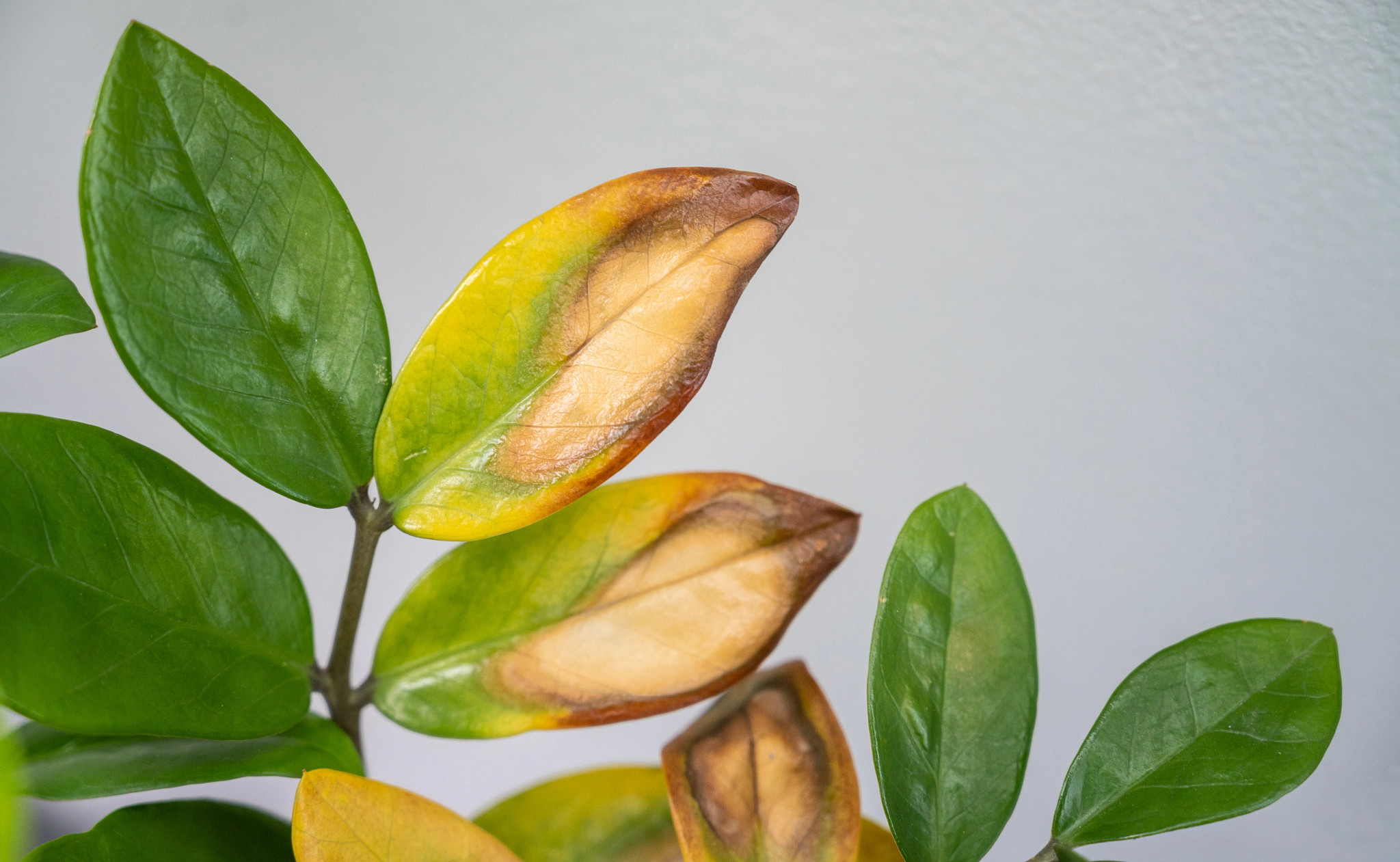 A photo shows an indoor plant with yellowing leaves.