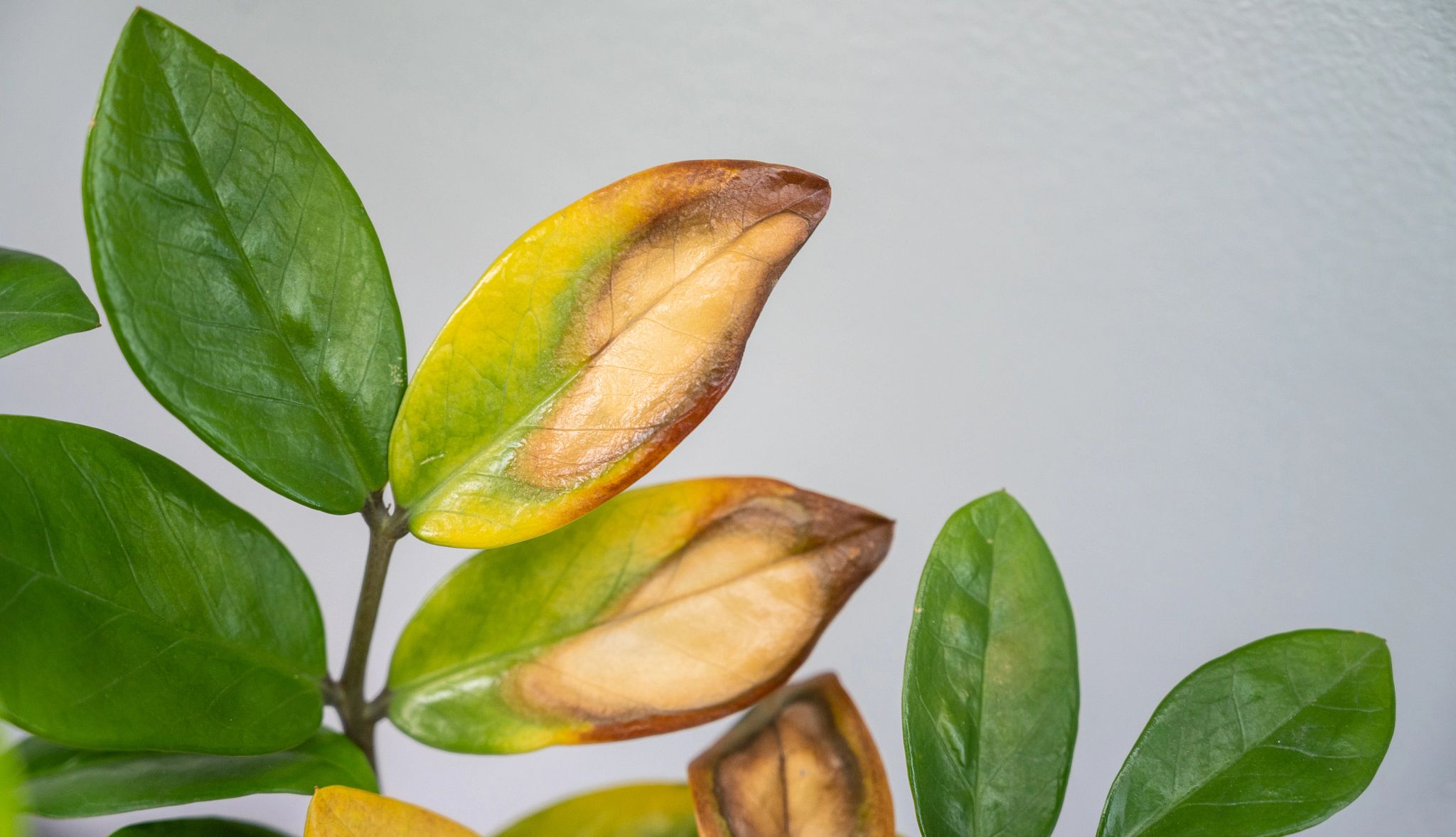 Smart Guide: Indoor Plants A photo shows an indoor plant with yellowing leaves.