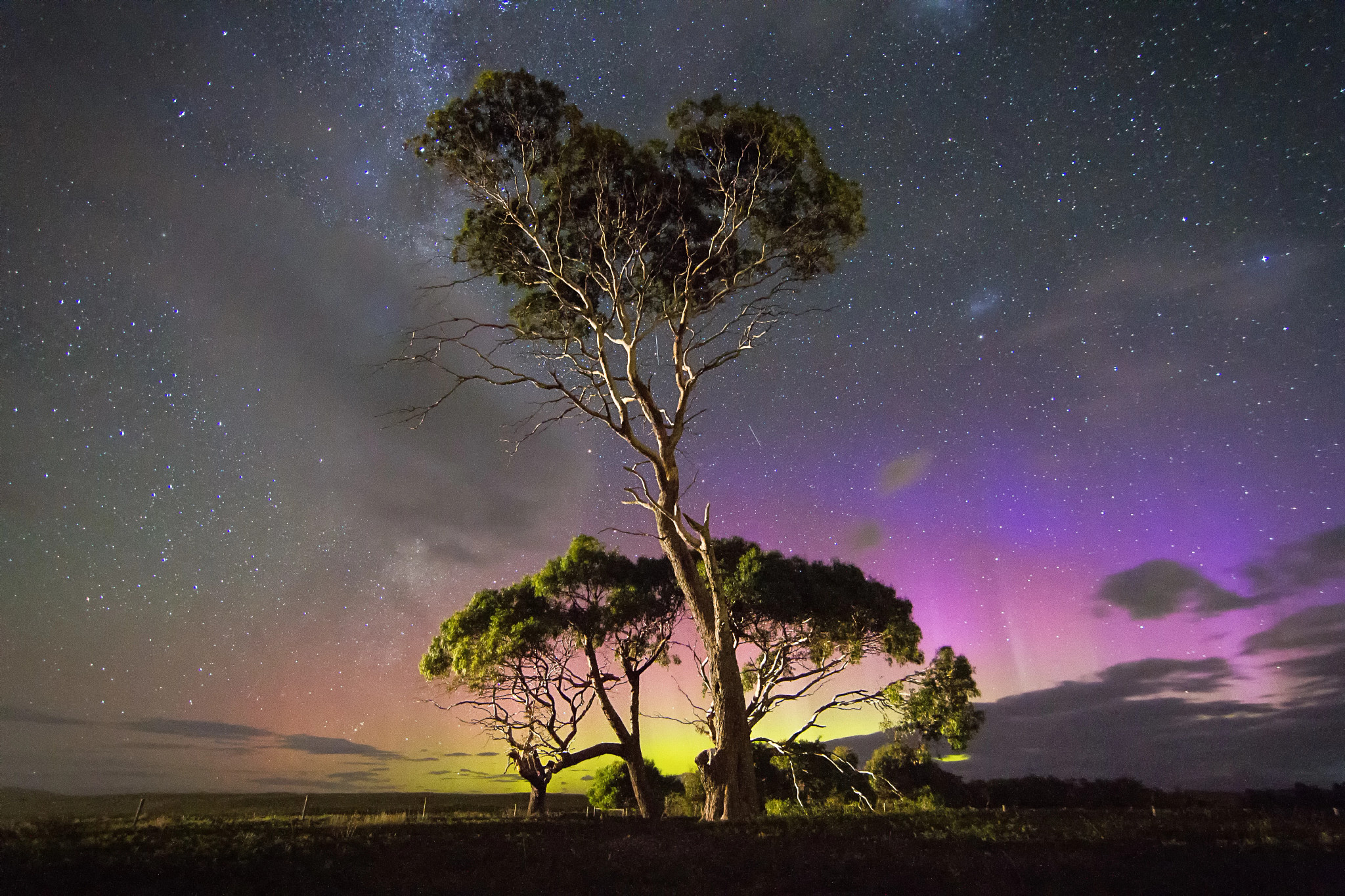 trees with the southern lights in the background