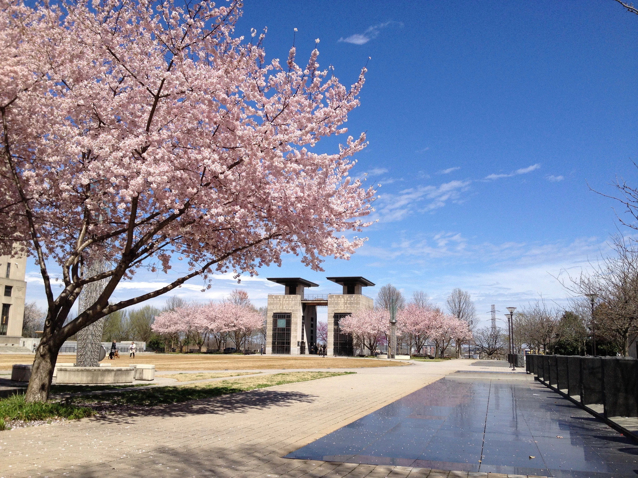 cherry trees at a park