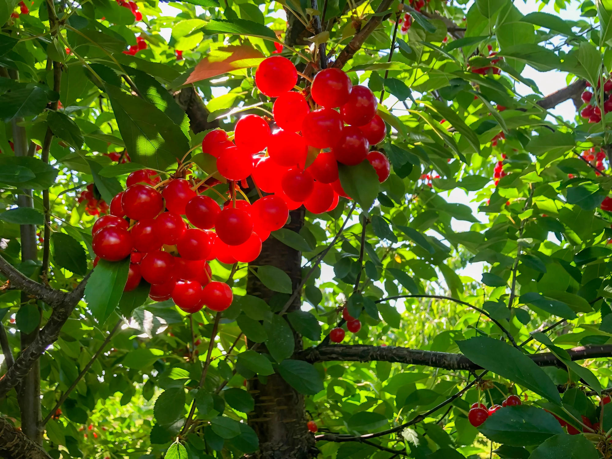 Breaking Down the Benefits of Tart Cherry Juice