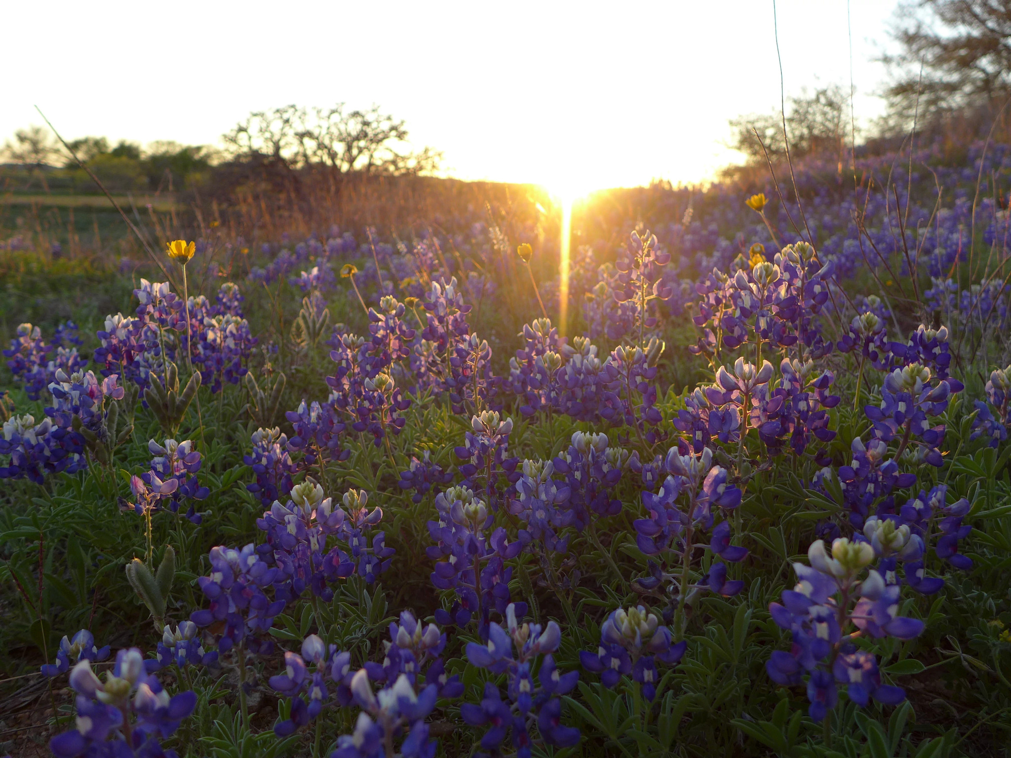 a field of purple wildflowers