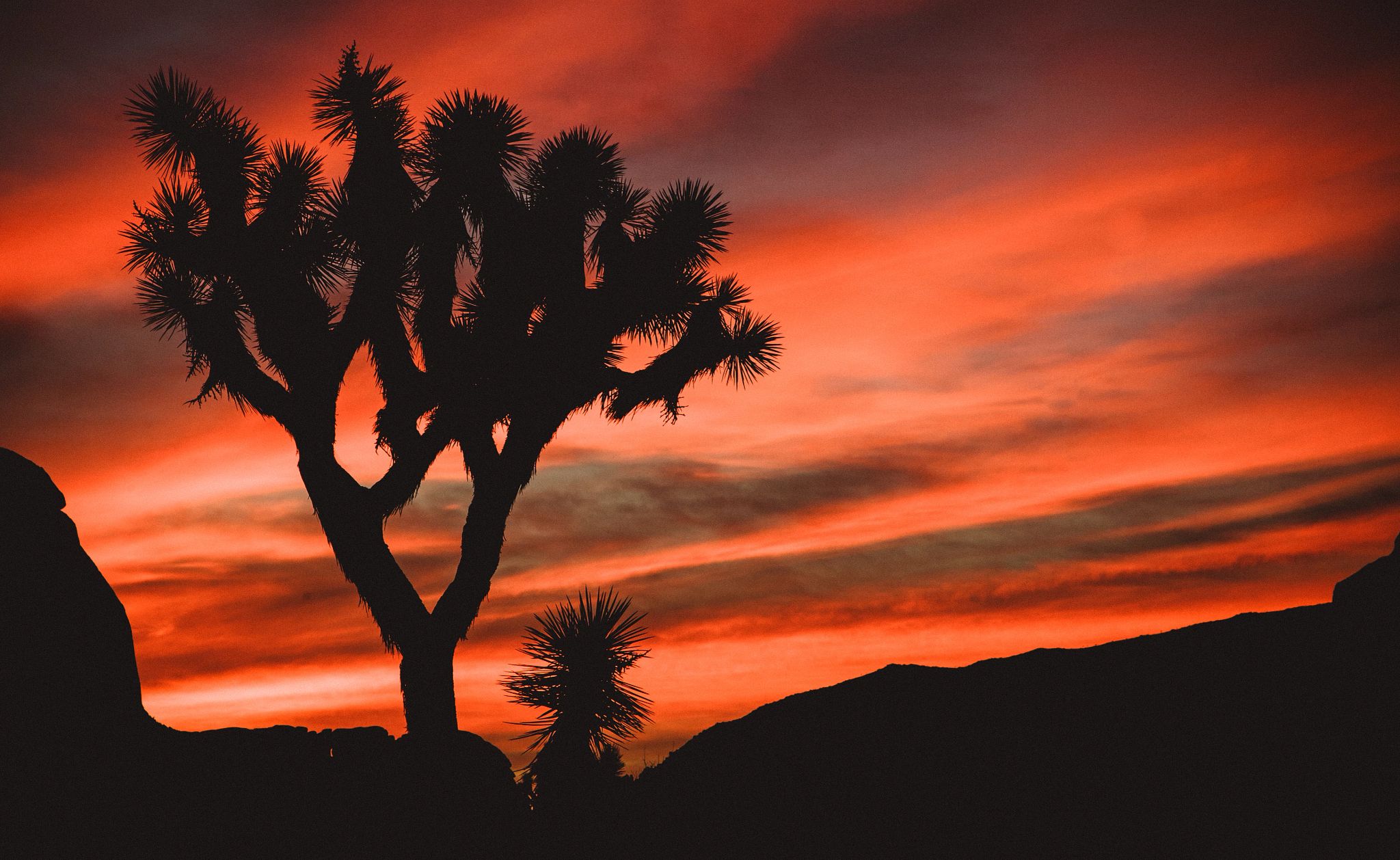 Joshua Tree a tree in the desert at sunset