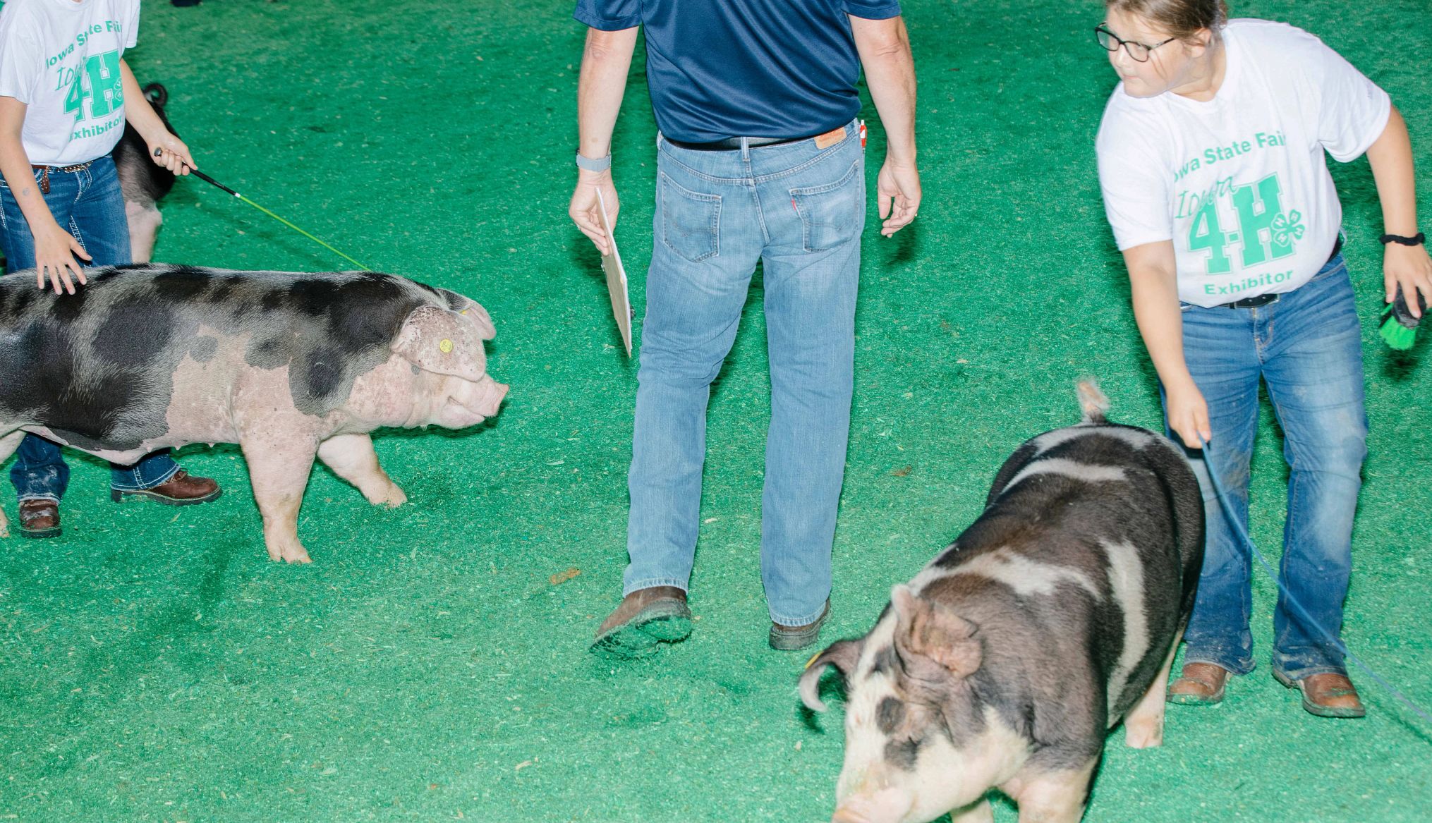 Cerdos junto con sus entrenadores en la Feria estatal de Iowa