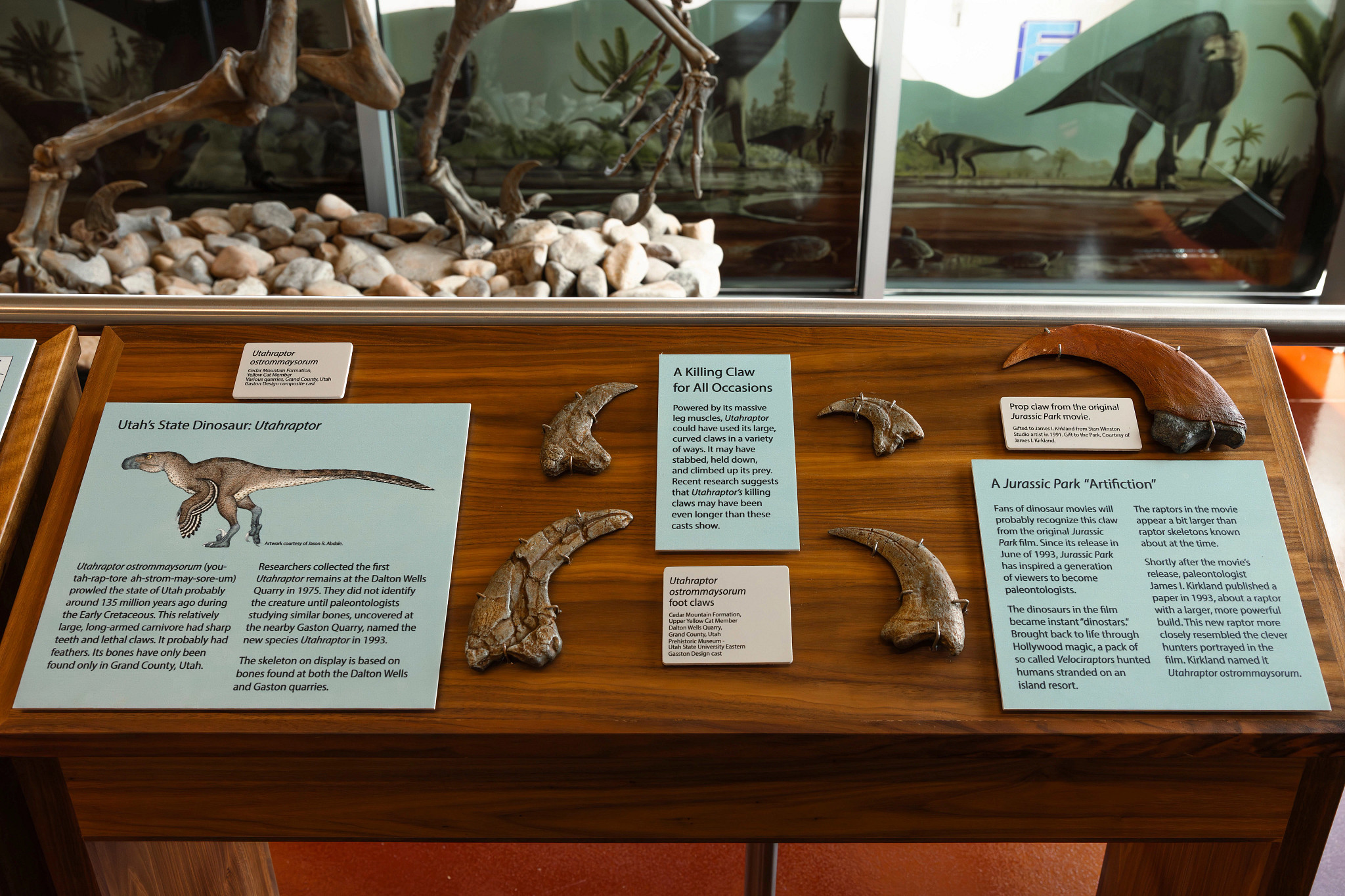 fossils on display at a museum
