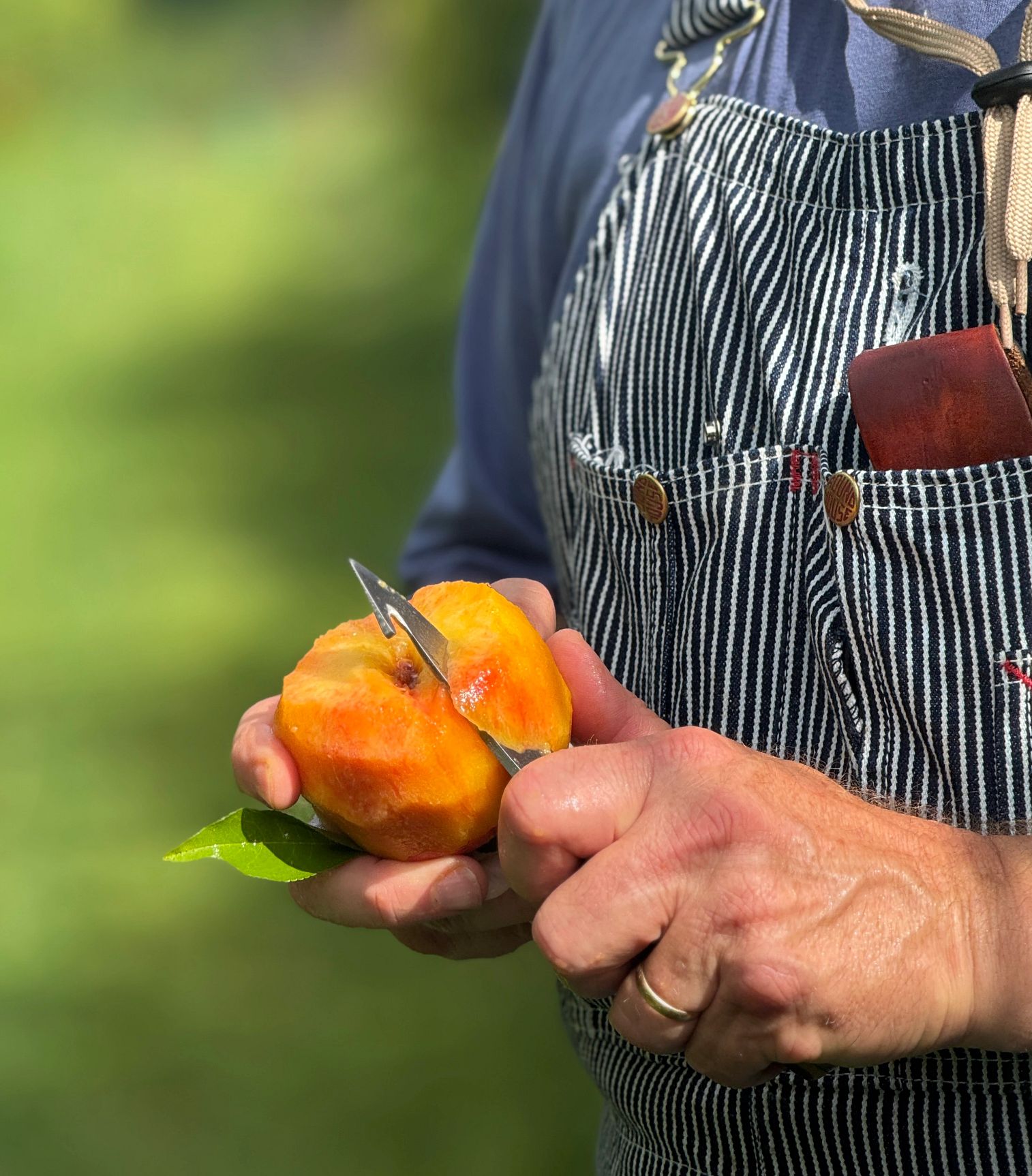 Peach Picking Farms a closeup of a person using a knife to cut a peach
