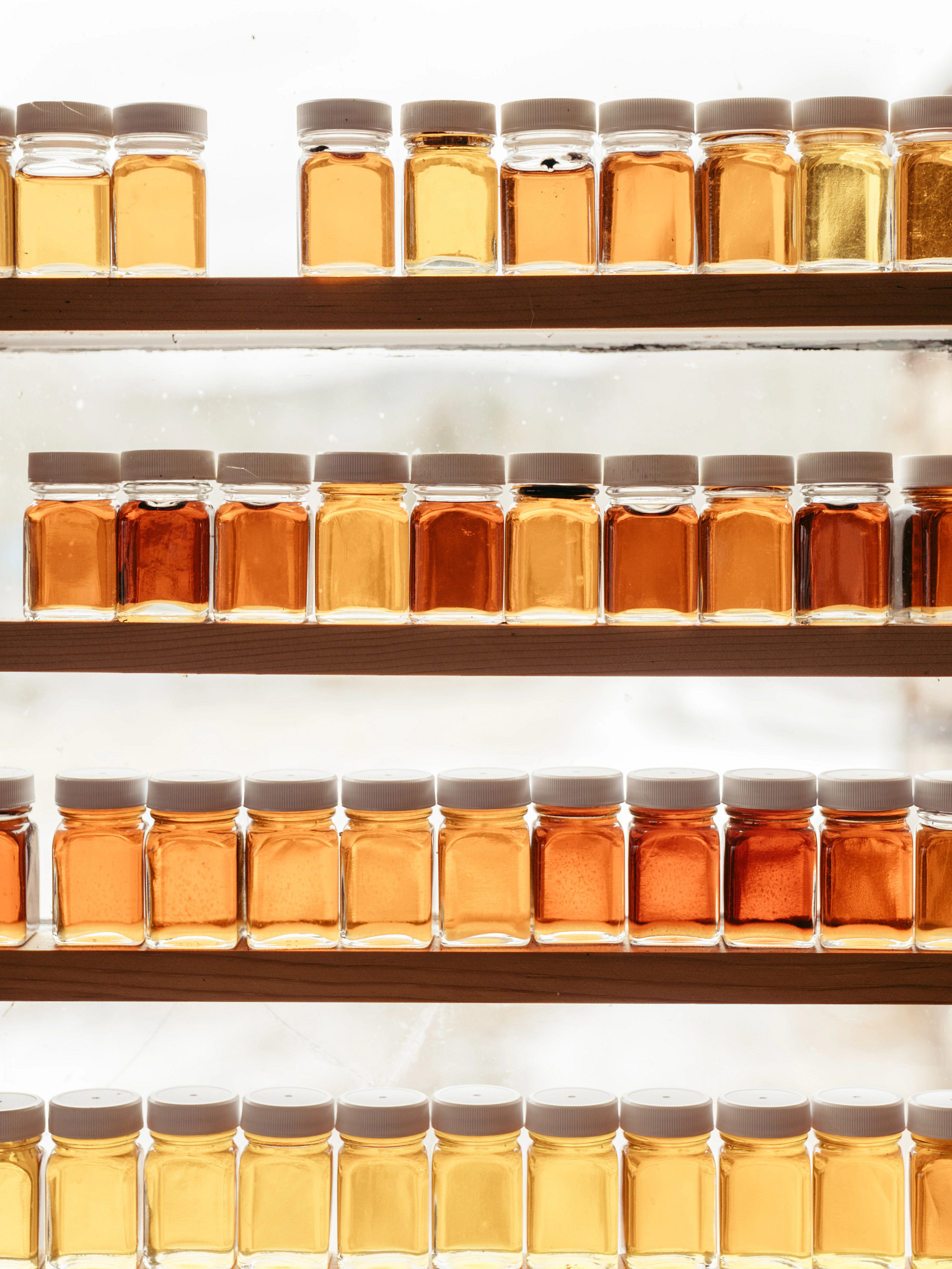 Multiple rows of small jars filled with maple syrup in shades from light to dark amber displayed on wooden shelves
