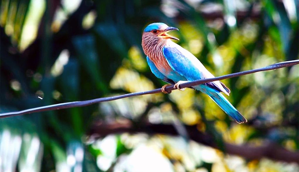 Watching birds, even in your backyard, benefits your mental health An up-close view of a bird perched on a wire
