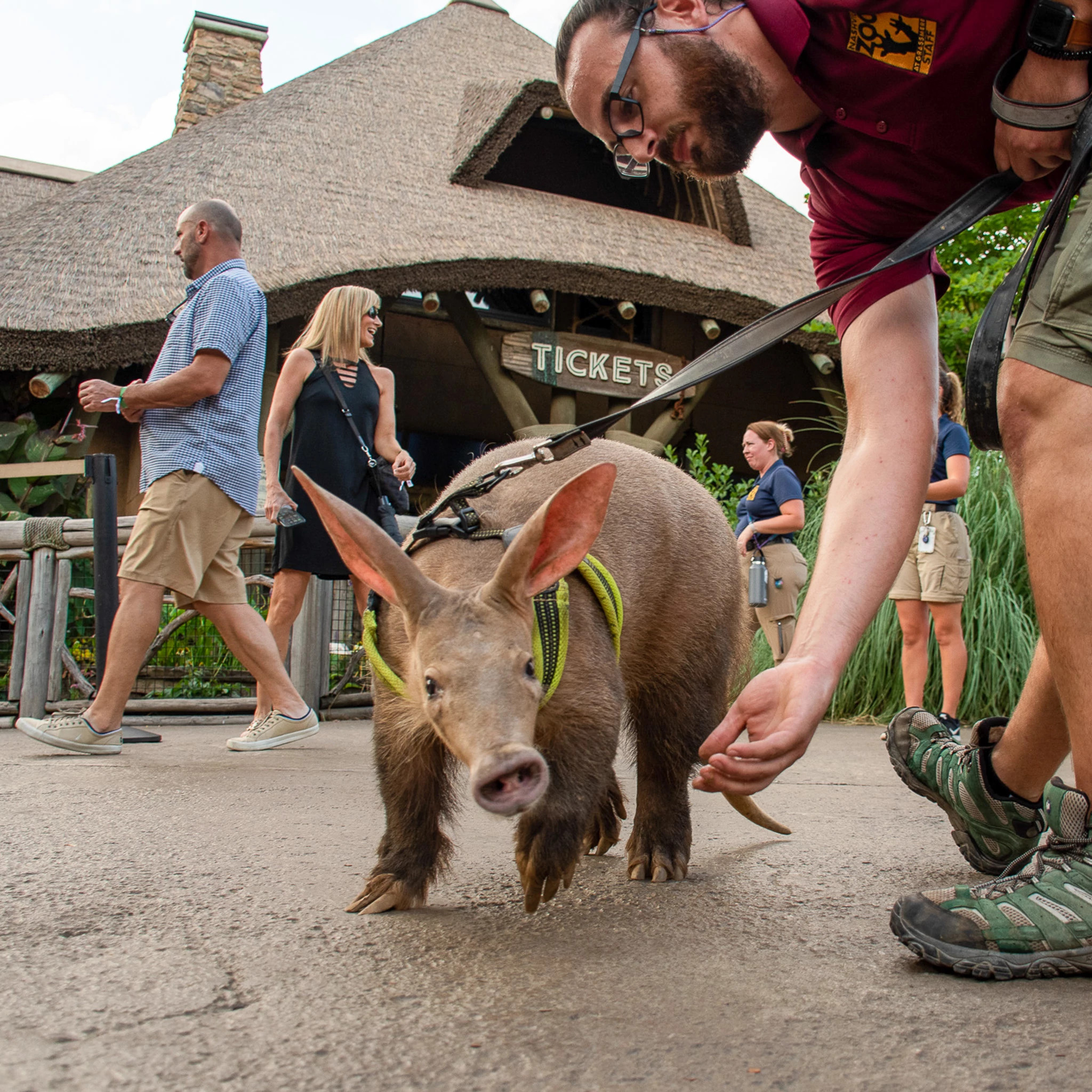 people looking at animals at the zoo