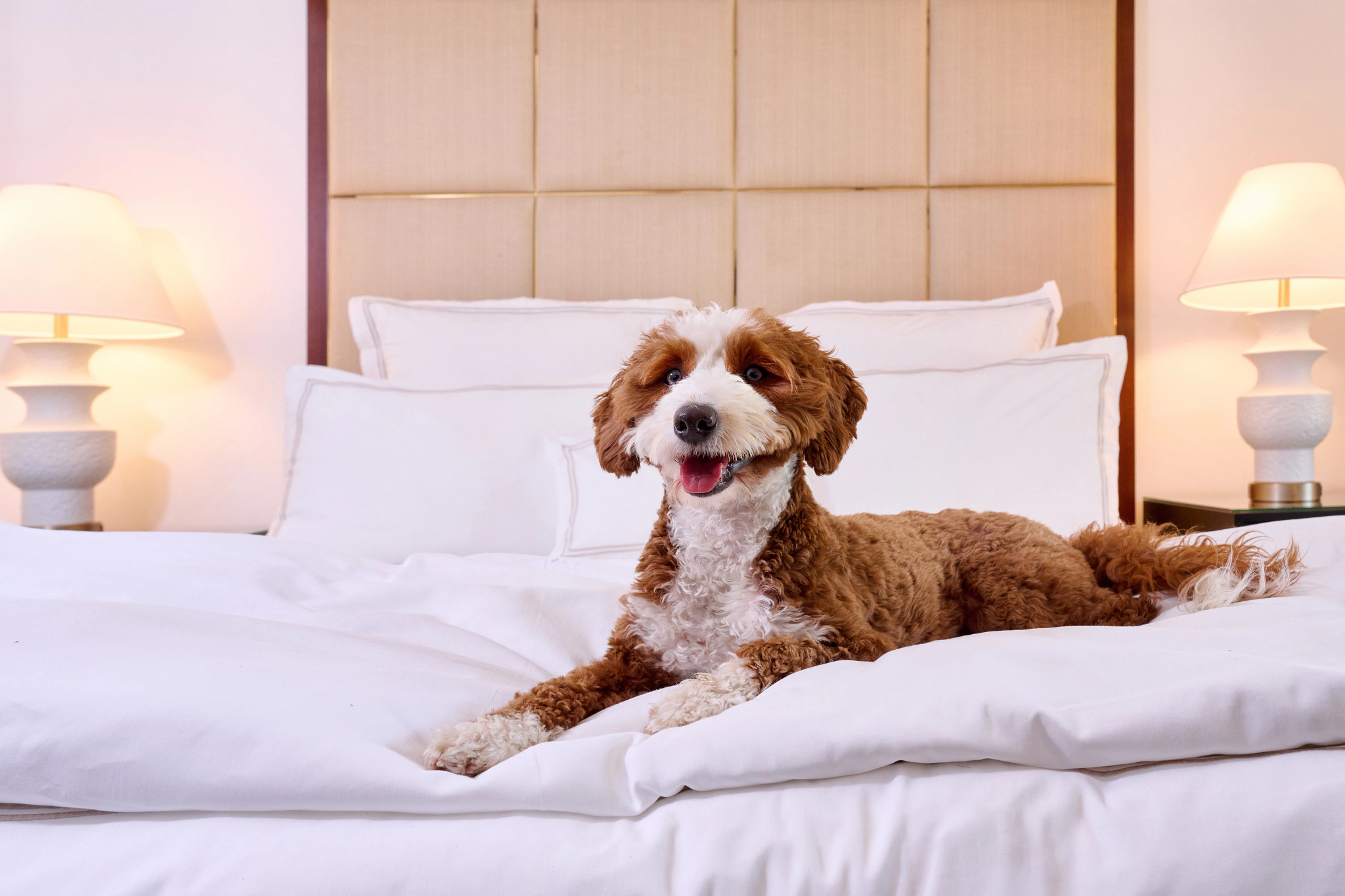 A brown and white dog rests comfortably on a large bed in a bright hotel-style room