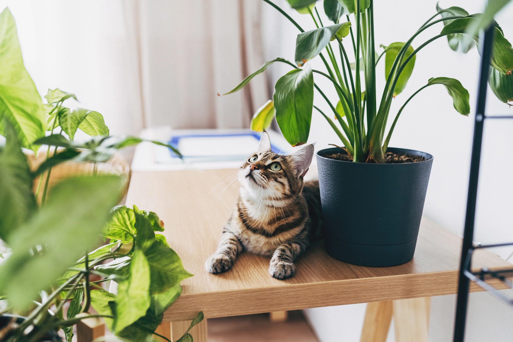 a cat next to a plant