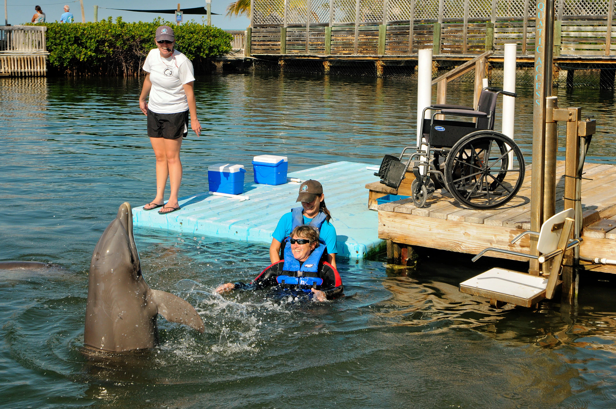 people interacting with a dolphin near a dock