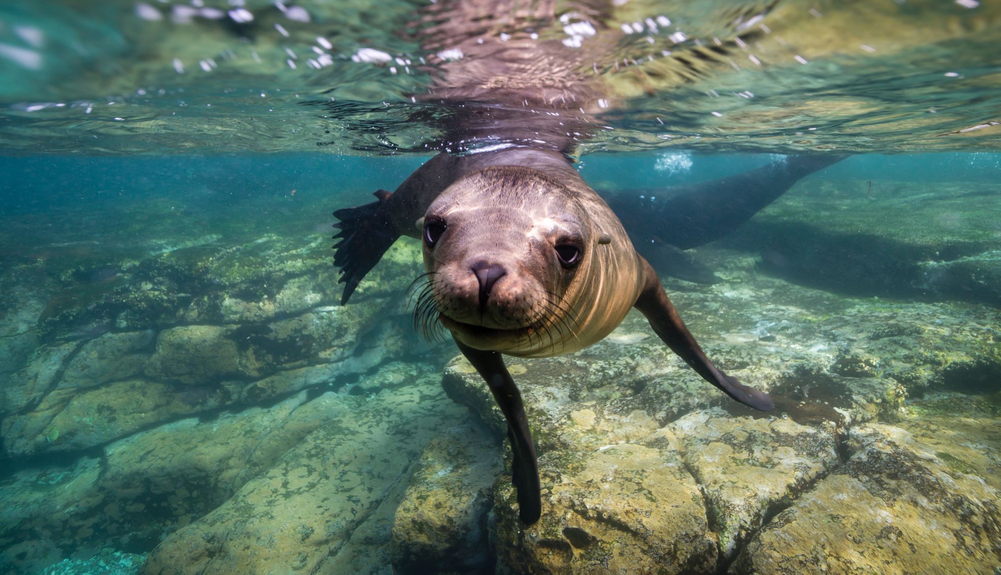 a sea lion swimming in Mexico