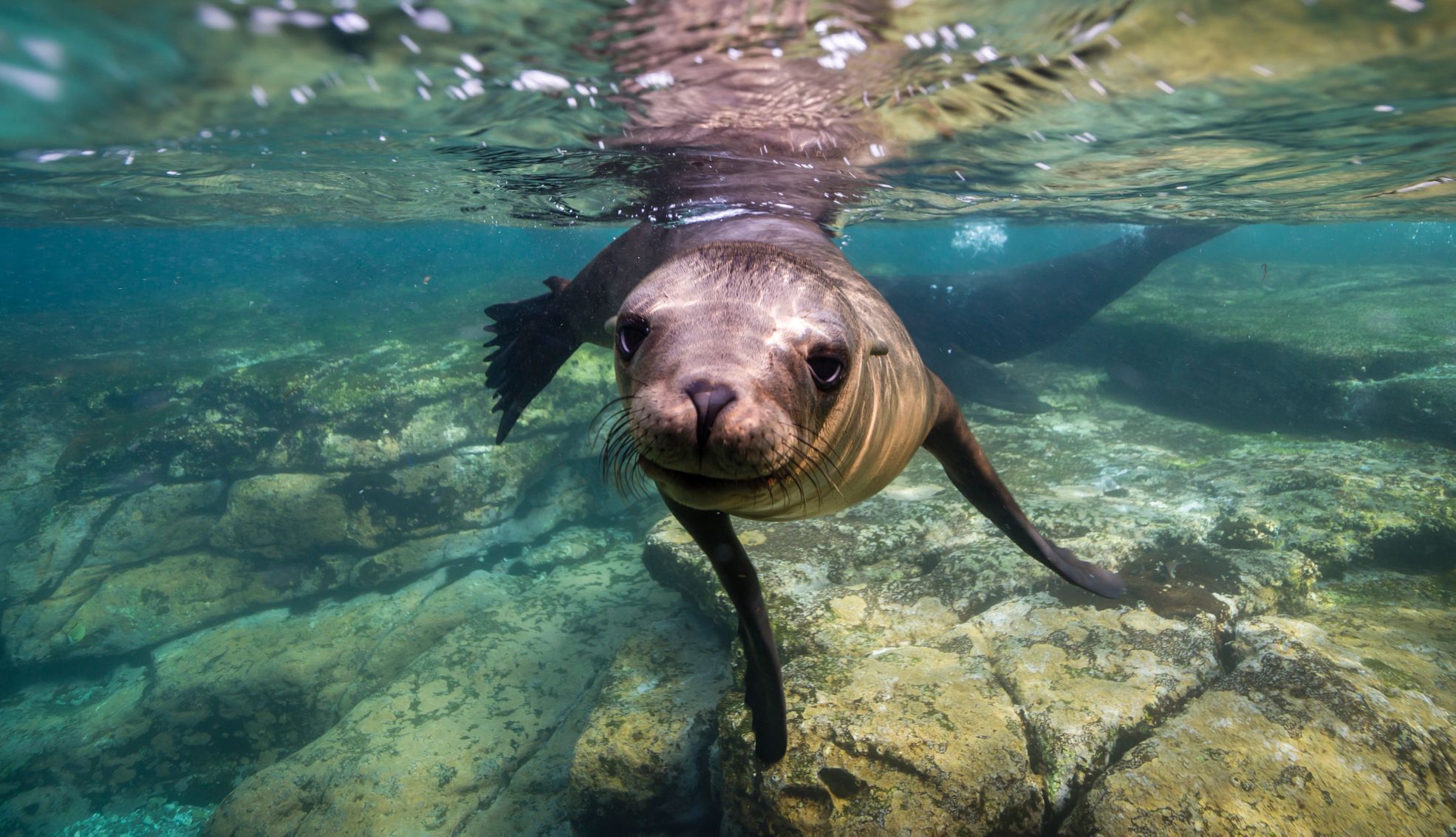a sea lion swimming in Mexico a sea lion swimming in Mexico