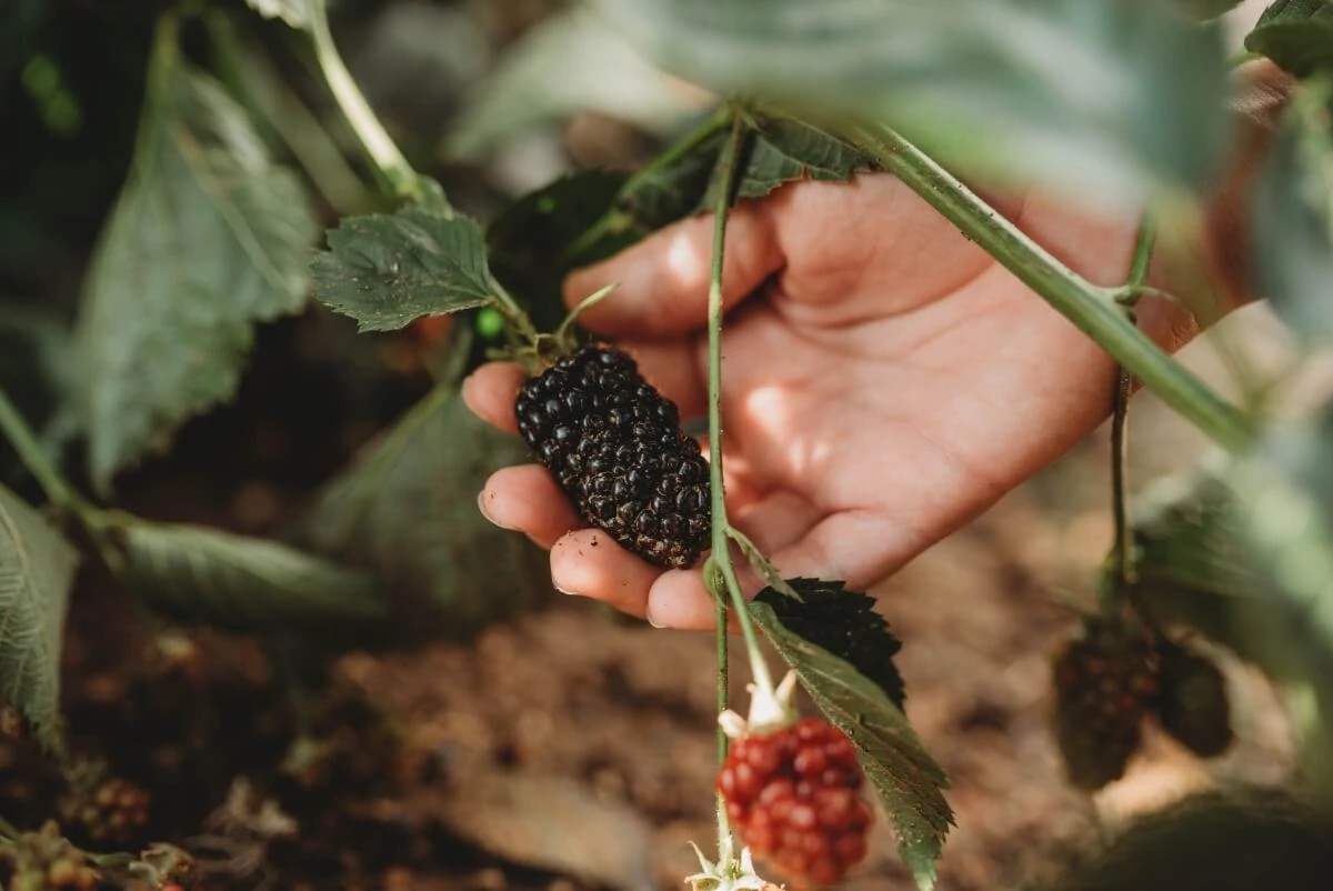 person holding a large blackberry at Mortimer Farms