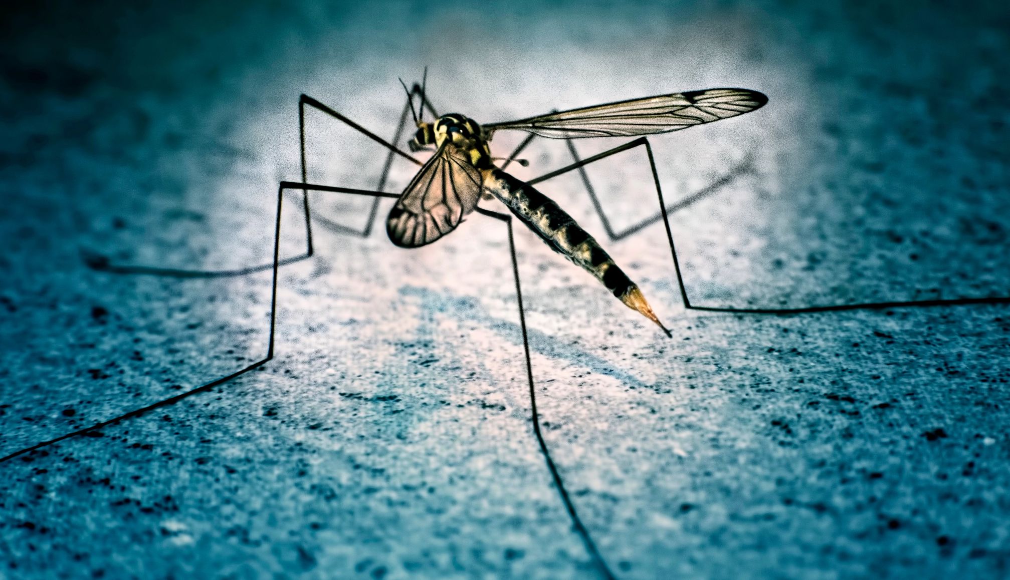 Un mosquito
