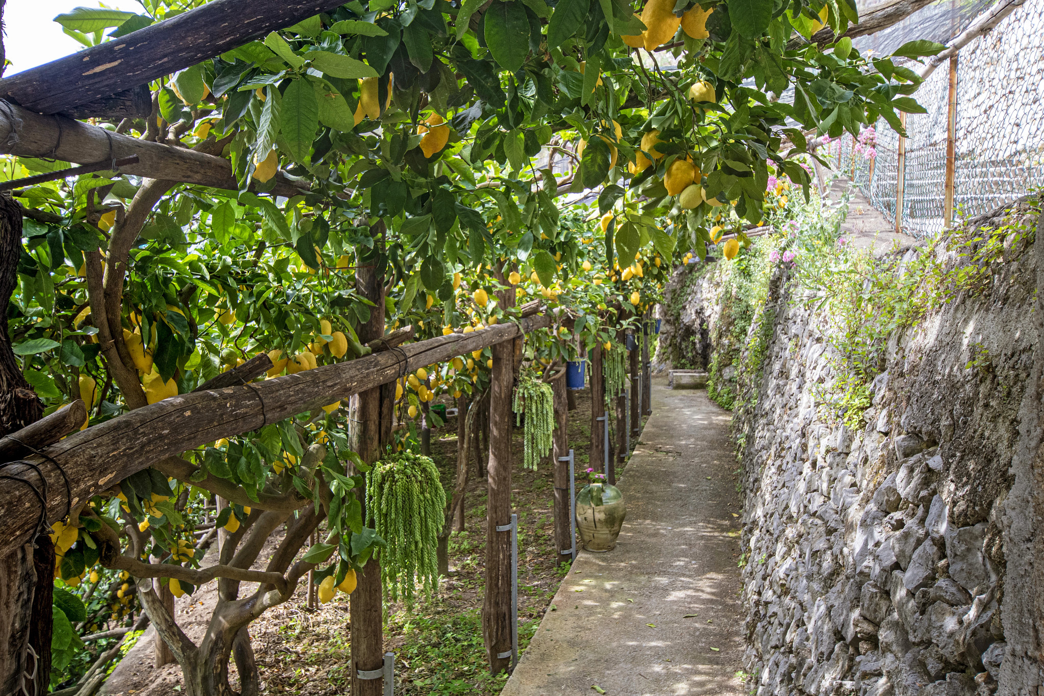 Stone walkway winding through a lush Amalfi Coast lemon grove filled with ripe citrus trees.