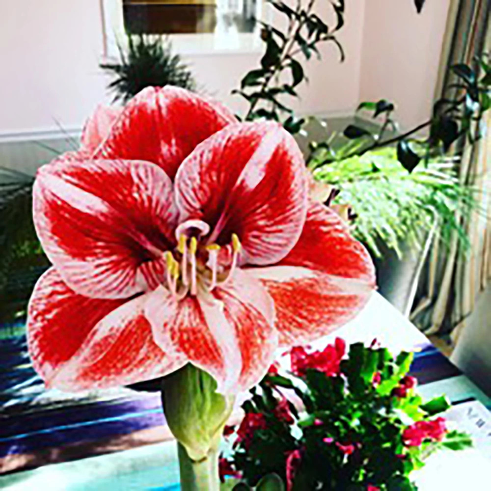 a photo shows an amaryllis plant in bloom. the author’s sister, Julie, gifted it to him 2019