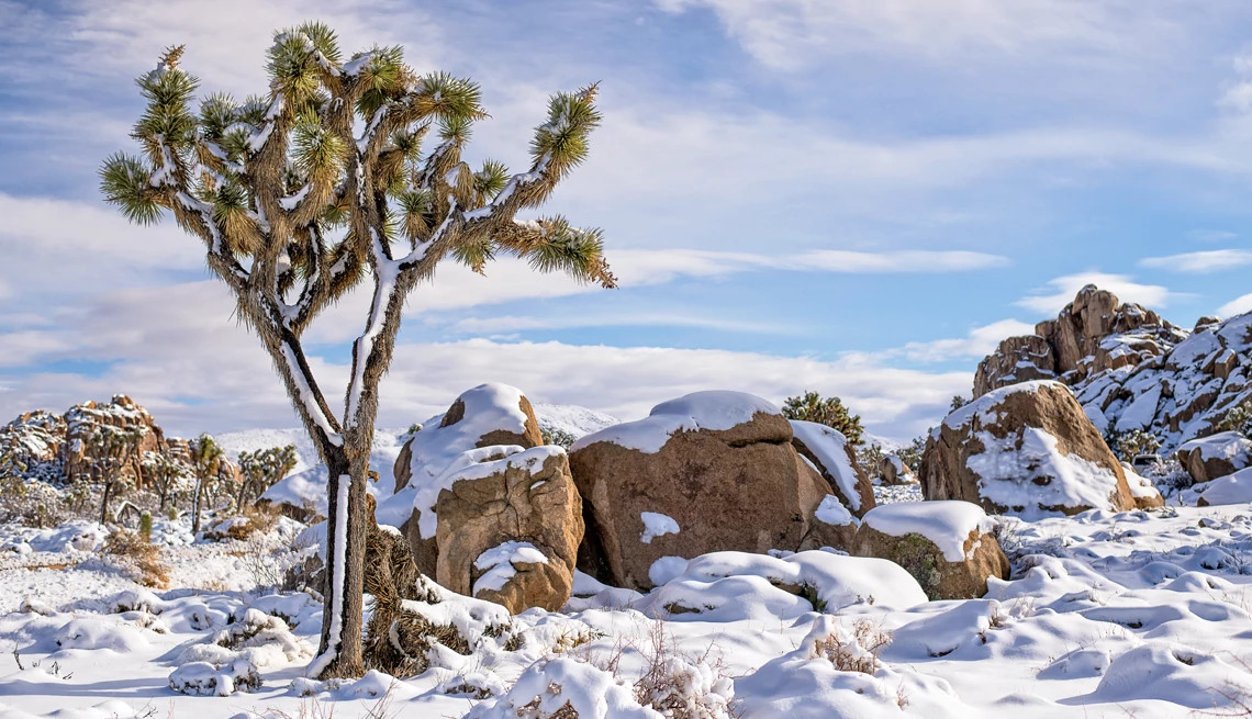 boulders and trees in a desert covered in snow