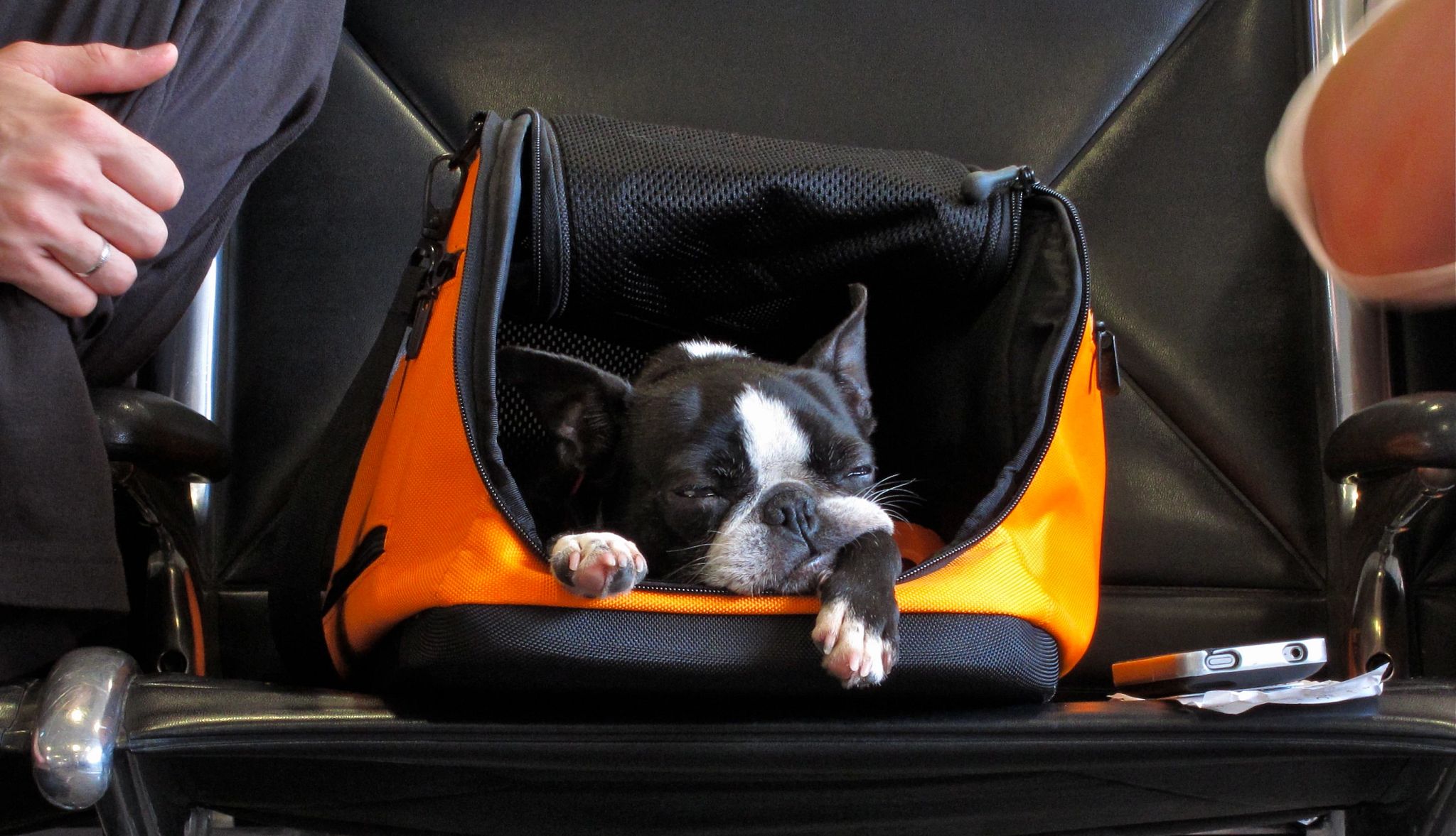 Smart Guide to Traveling With Pets a dog in a carrier