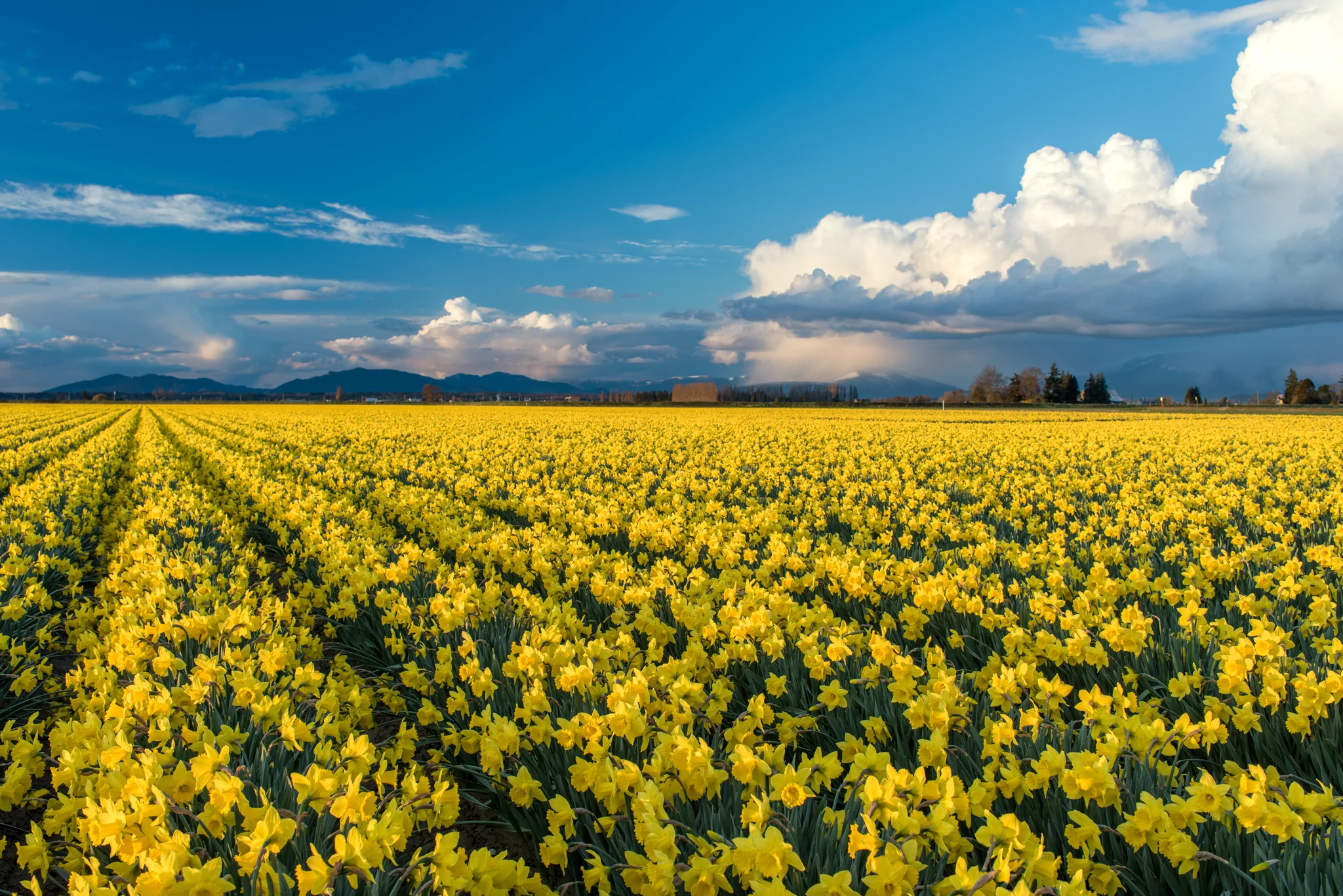a field of yellow daffodils