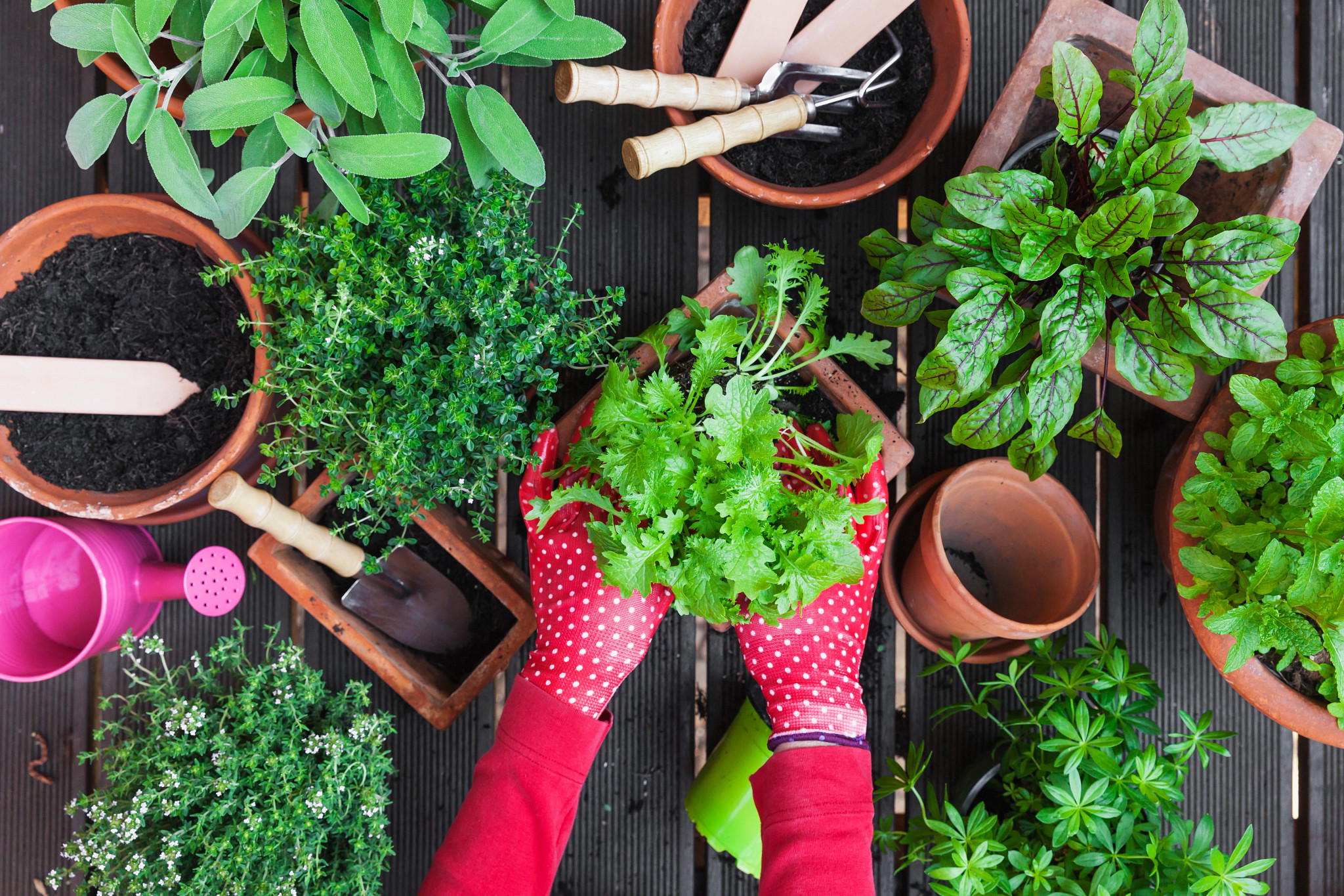 herbs