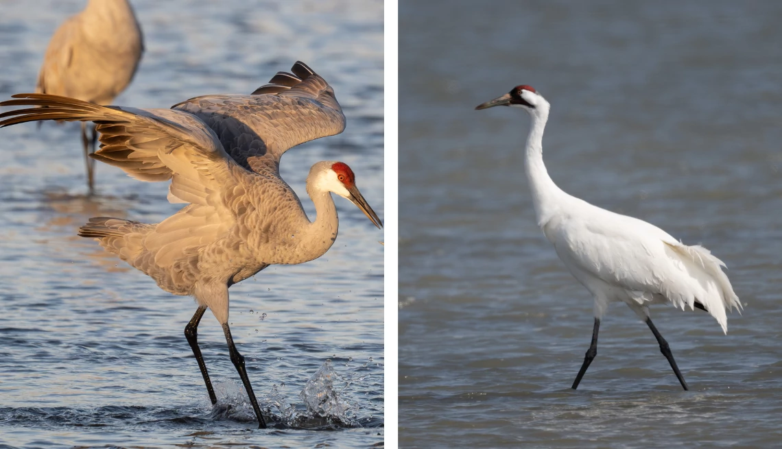 a split image of sandhill cranes