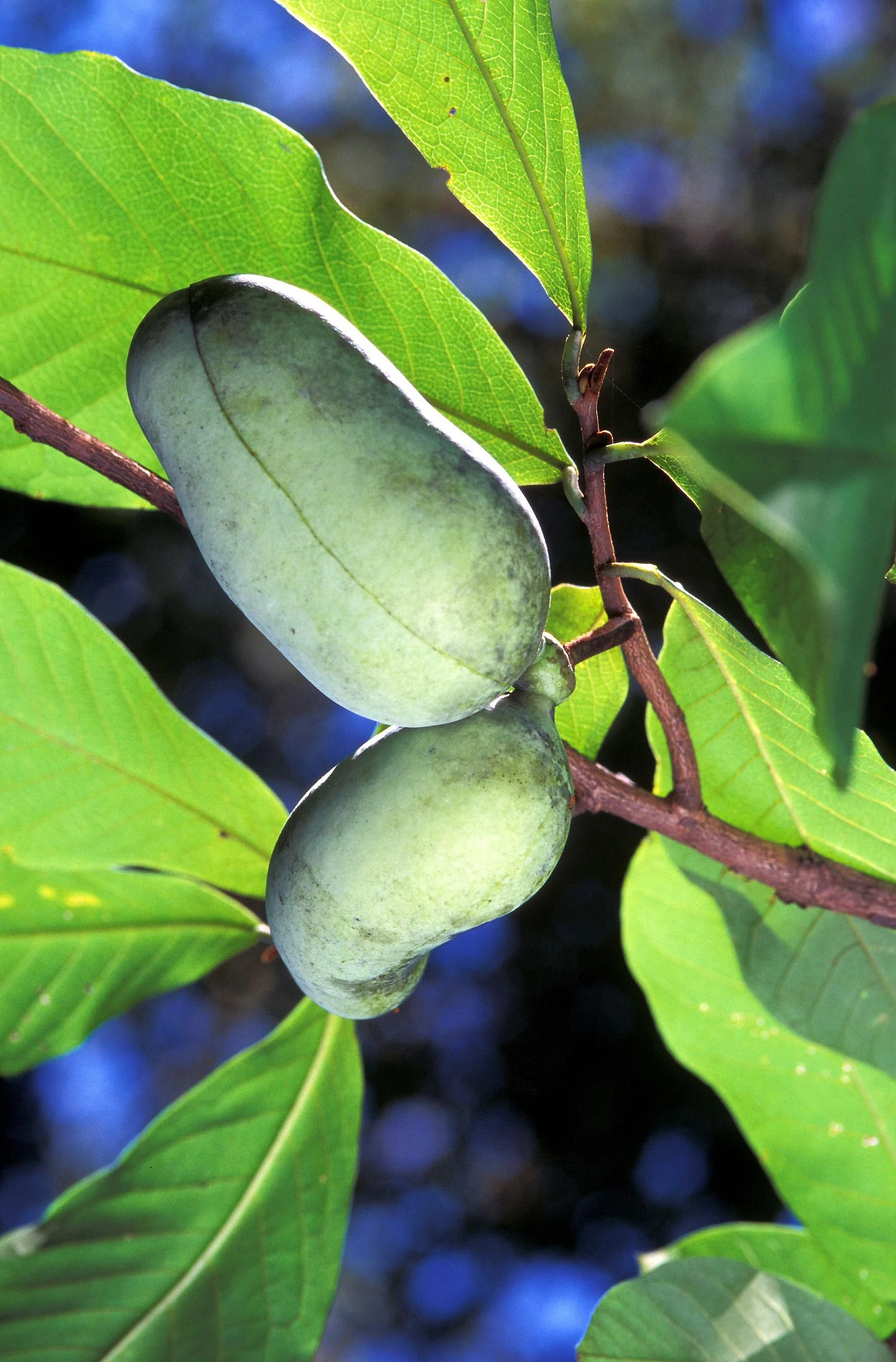 A pawpaw tree