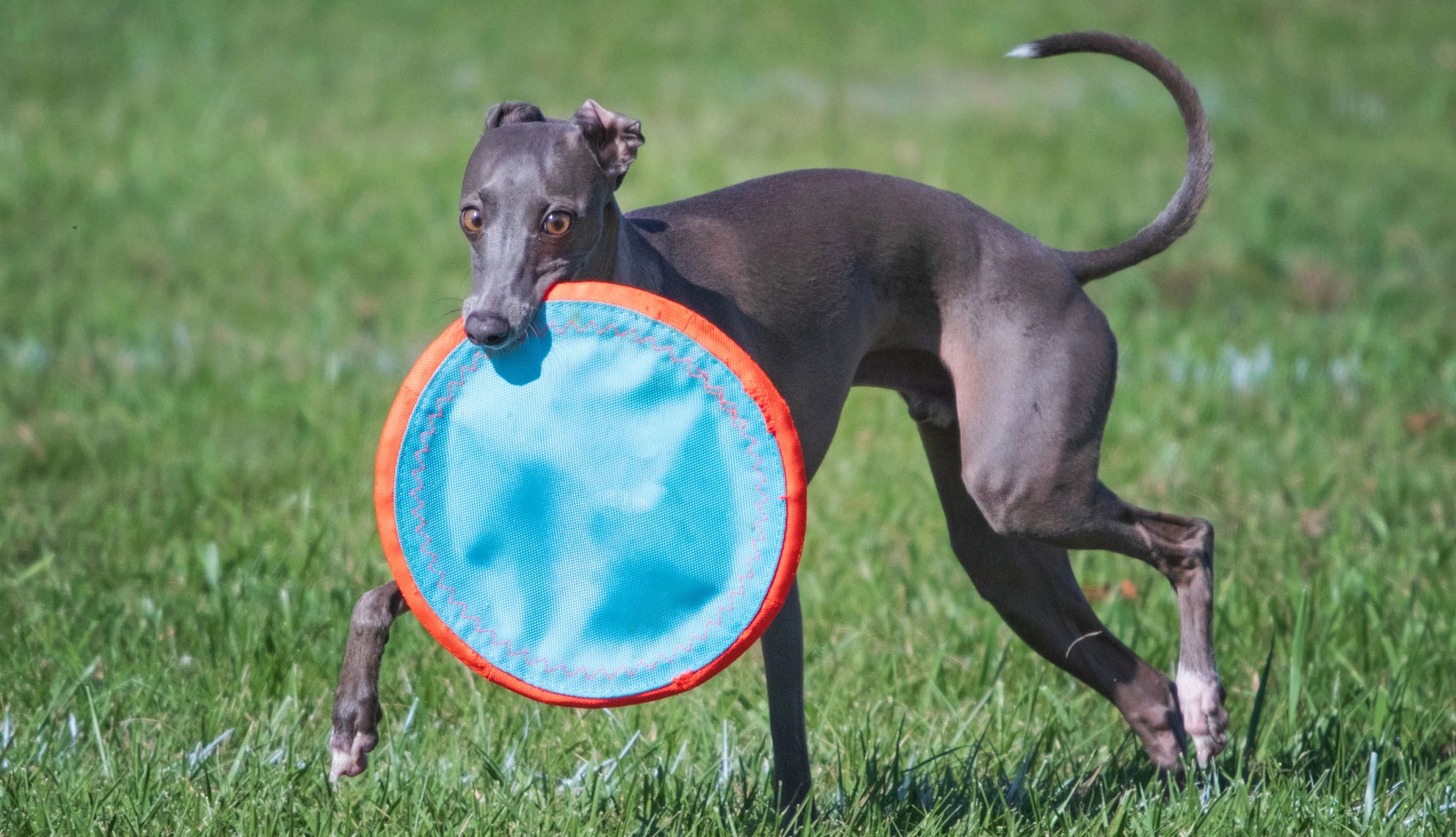A greyhound in a park holding a blue frisbee