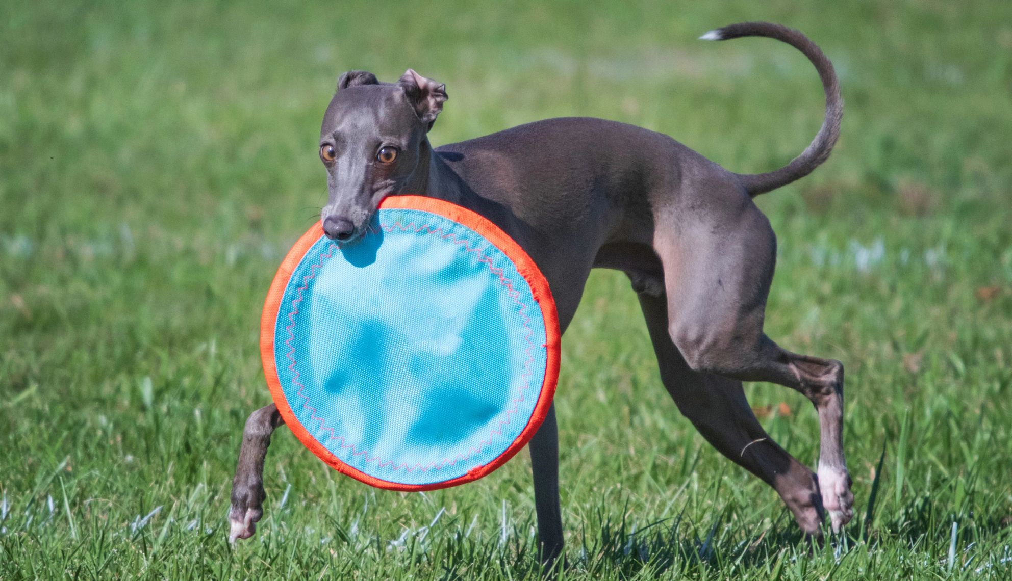 A greyhound in a park holding a blue frisbee