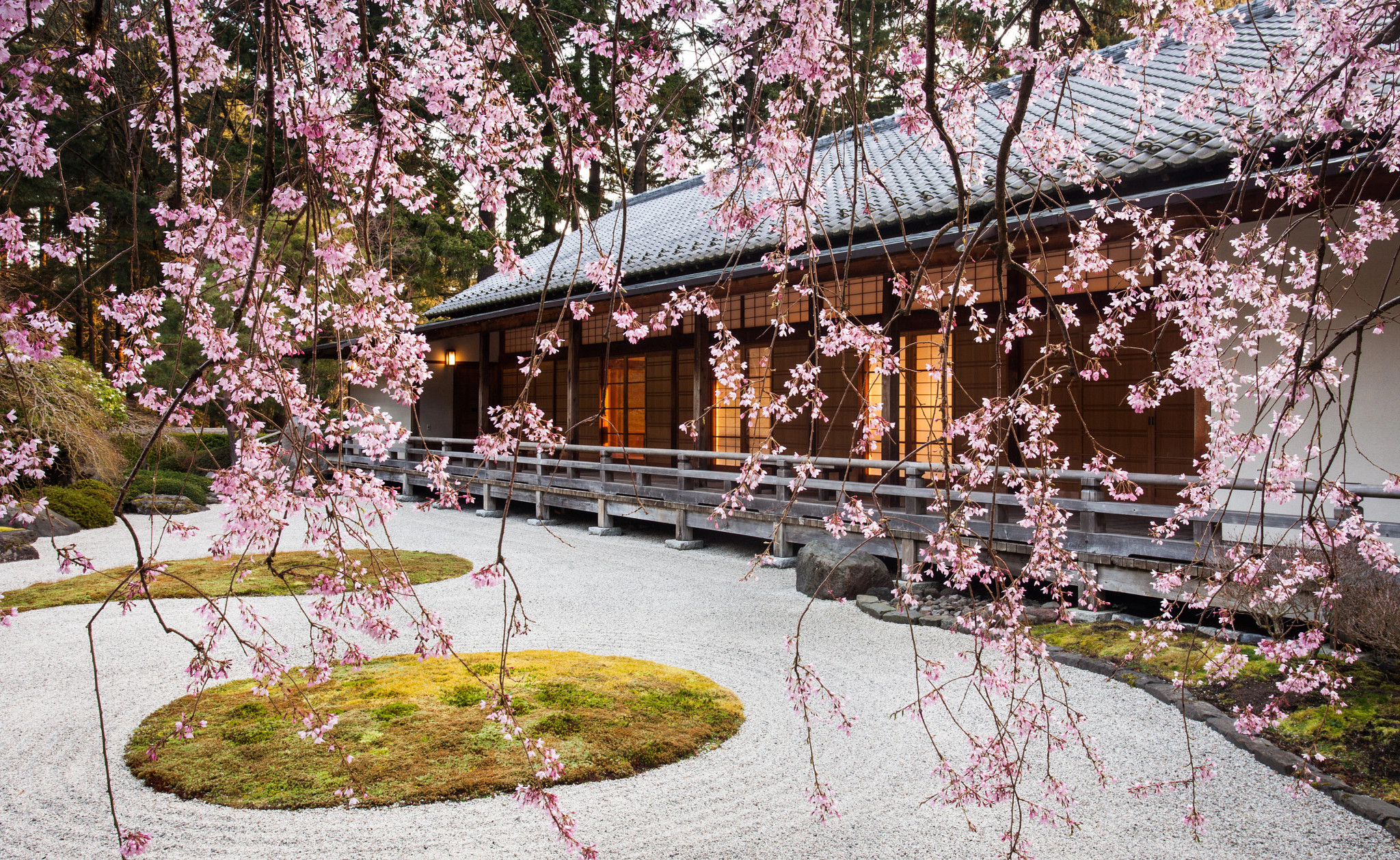 cherry blossoms at a japanese garden