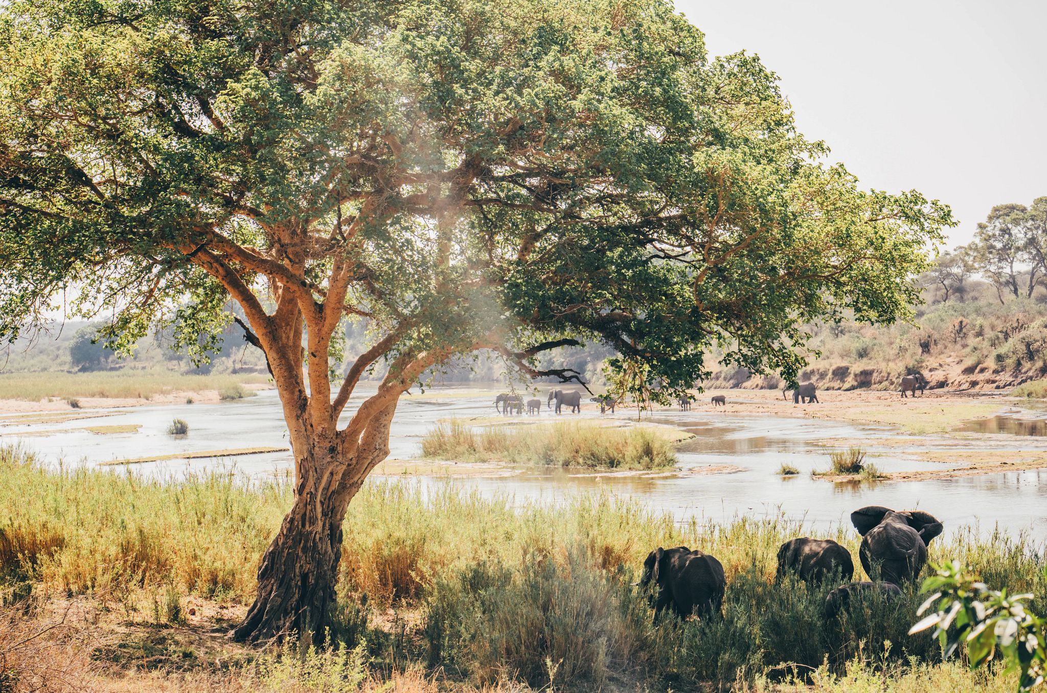 Kruger National Park elephants walk under a tree near a watering hole