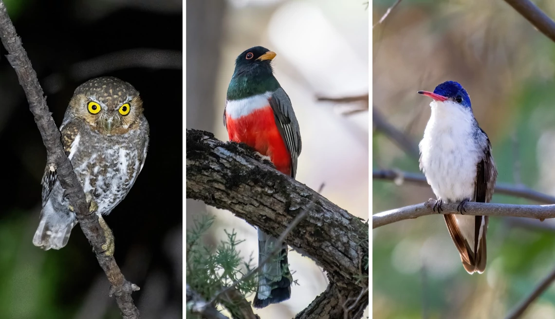 a collage of an elf owl, trogon and violet-crowned hummingbird