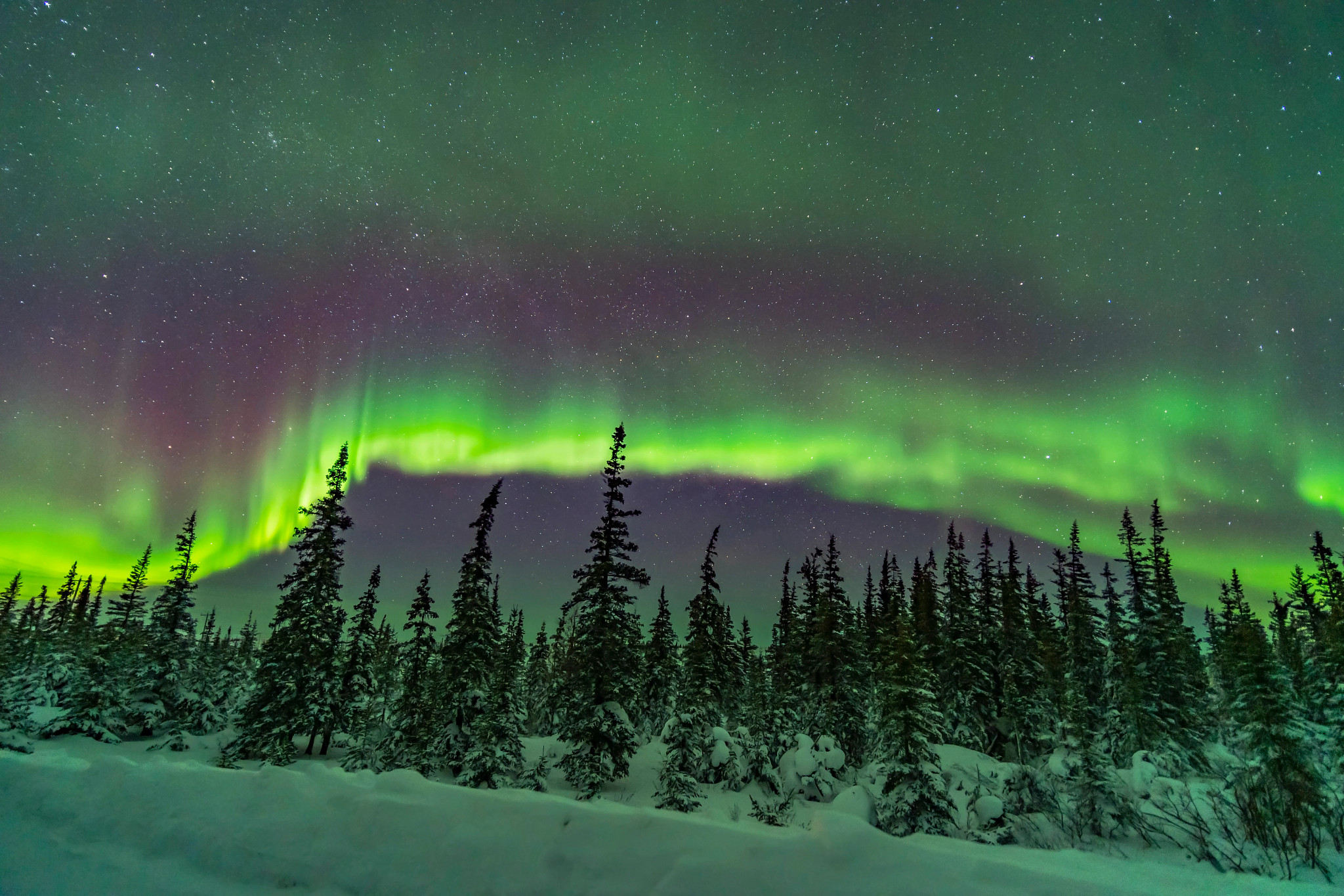 A band of subtly coloured aurora over the snowy trees of the northern boreal forest in Churchill, Manitoba, Canada