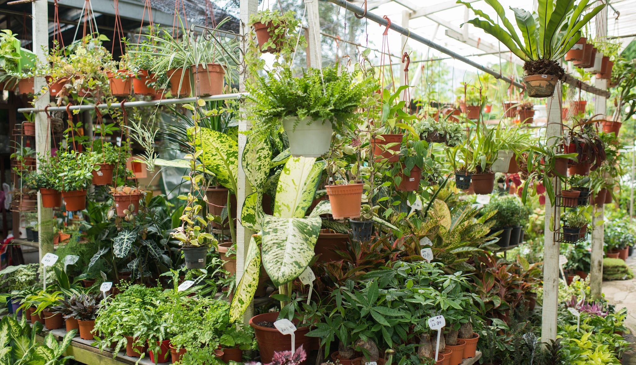 Smart Guide: Indoor Plants A photo shows various plants for sale in the gardening section of large store.