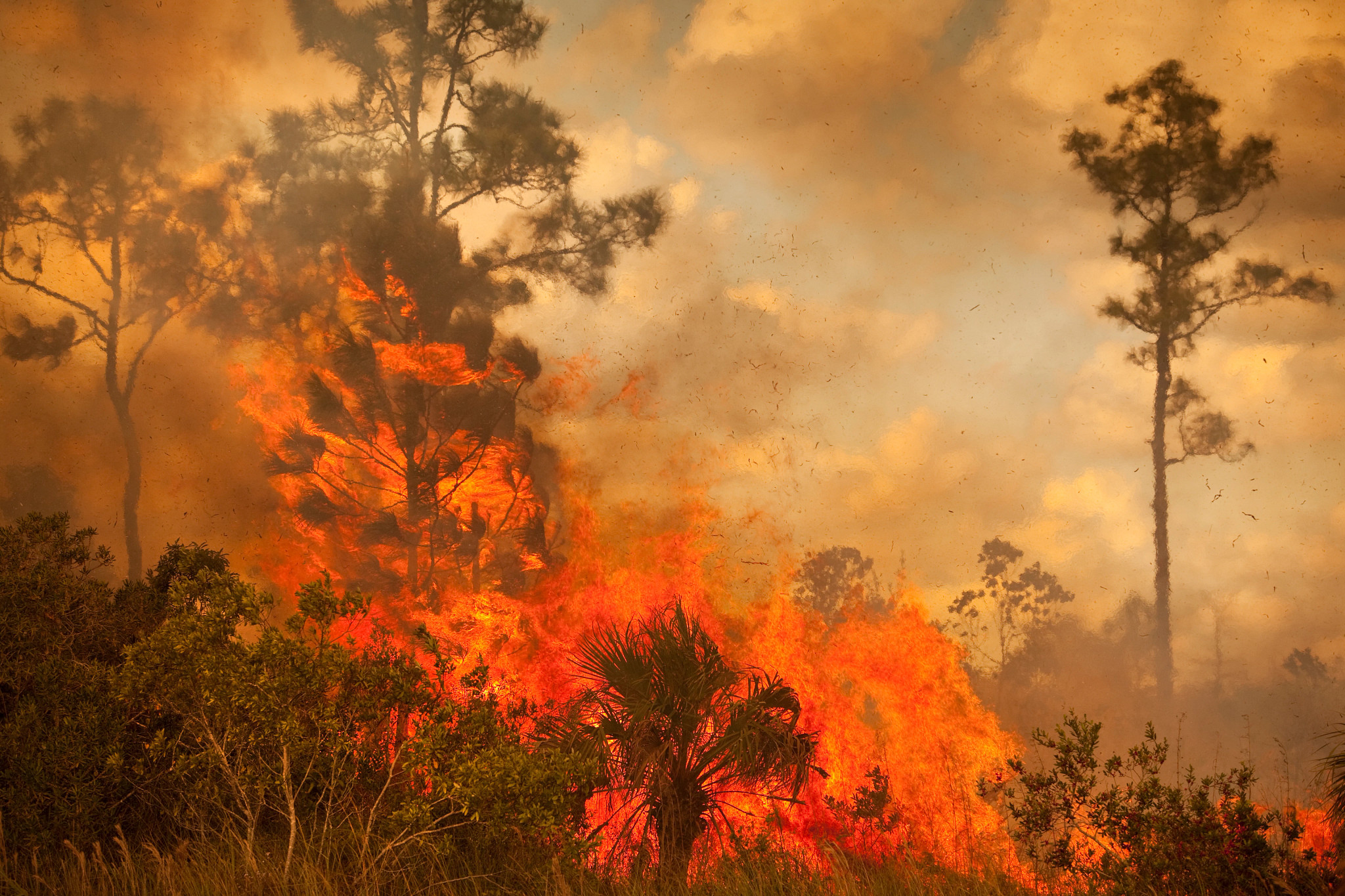 a wildfire