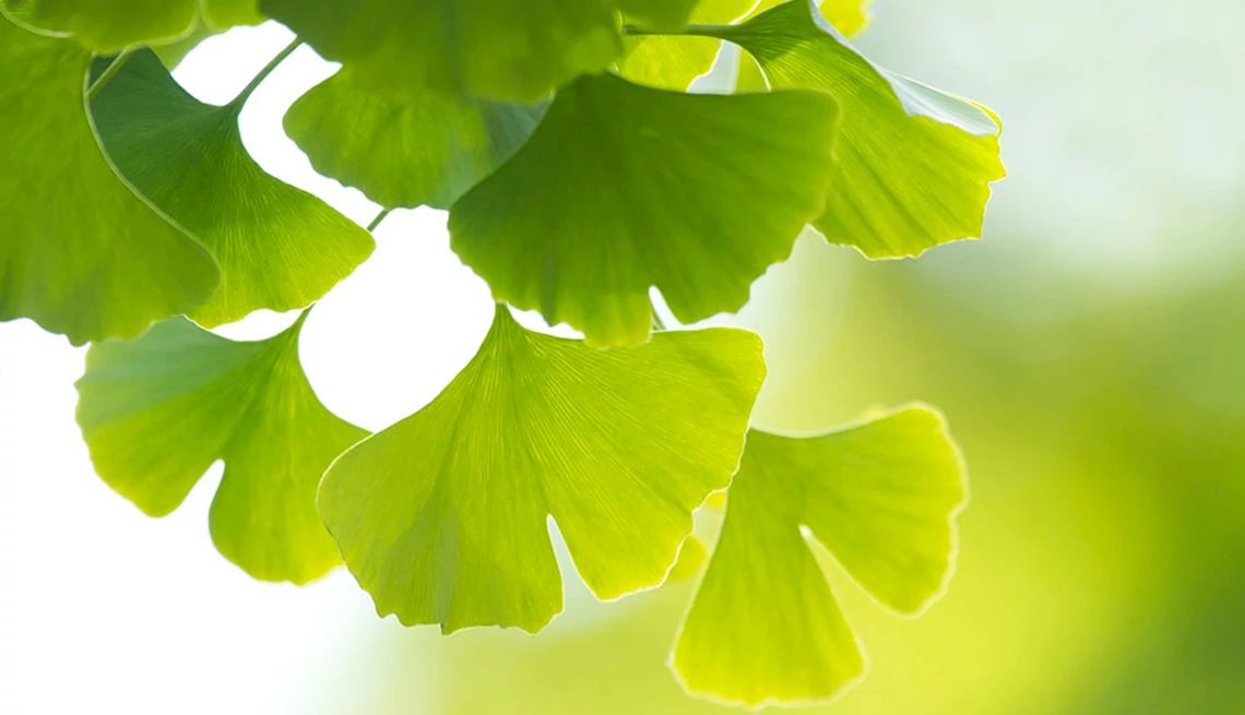 Ginkgo biloba supplements claim to help the brain in various ways A close-up view of ginkgo biloba
