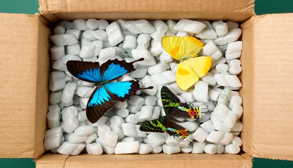 Items You Can’t Return on Amazon insects in a box